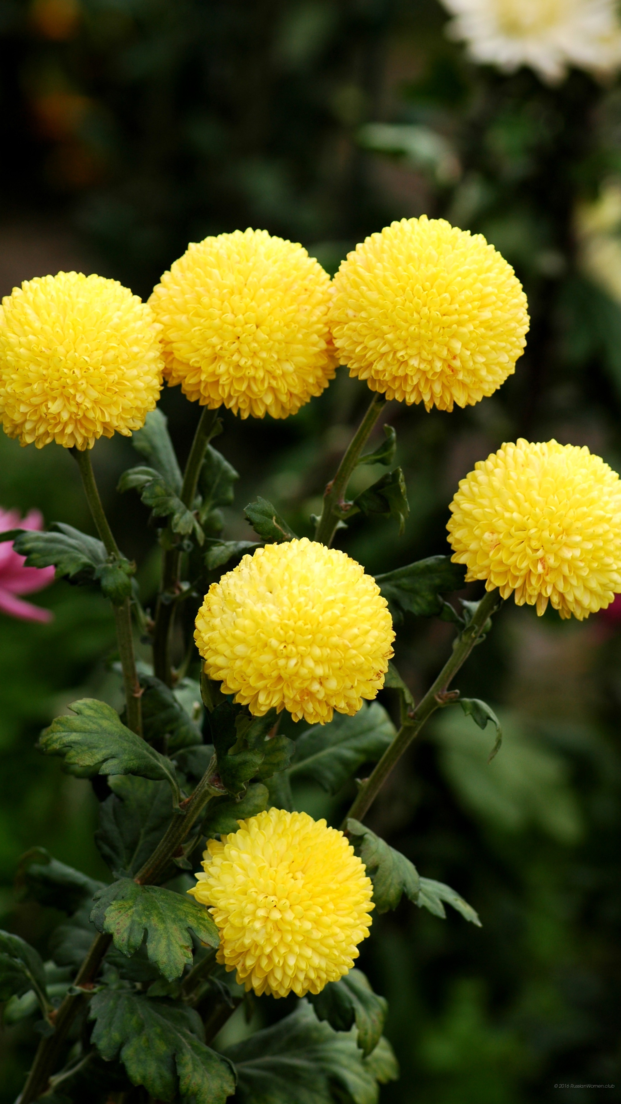Crisantemi gialli, Fiori, Giardino, sfondo per cellulare, iPhone e Android