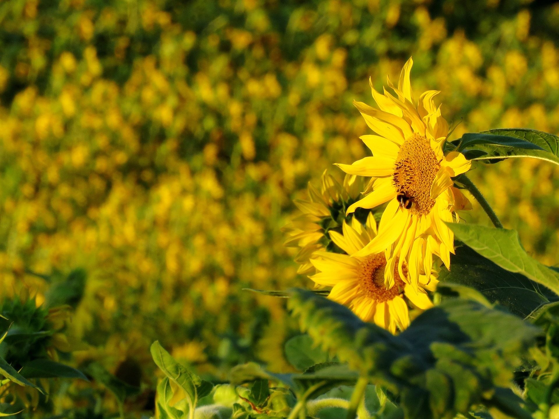 Girasoli, Ape, Fiori gialli, Full HD, sfondo per iPad e tablet