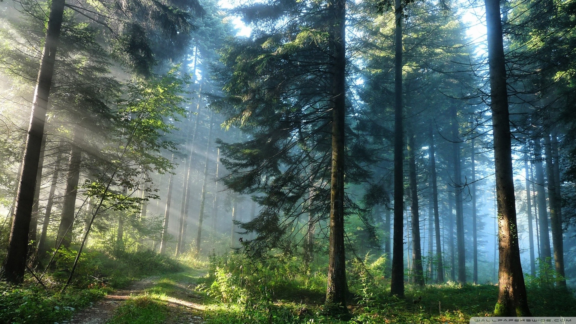 Raggi di sole, Foresta di abeti, Nebbia, Sentiero, Full HD, sfondo per portatile