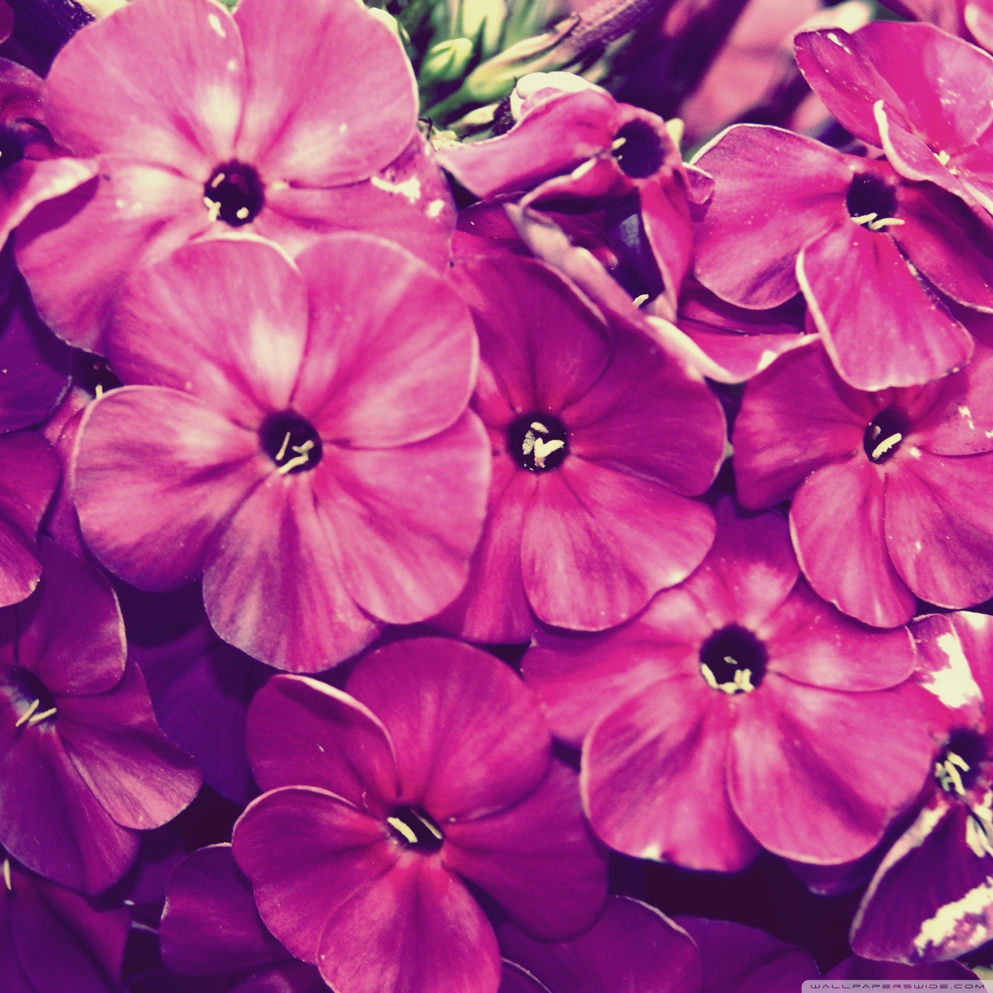 Phlox, Fiori fucsia, Magenta, Full HD, wallpaper per tablet