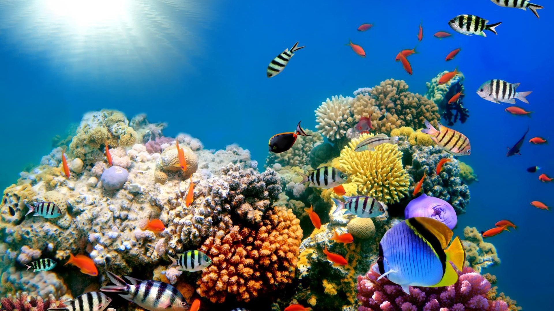 Barriera corallina, Pesci tropicali, Pesce angelo, Coralli, 1920x1080, sfondo per PC