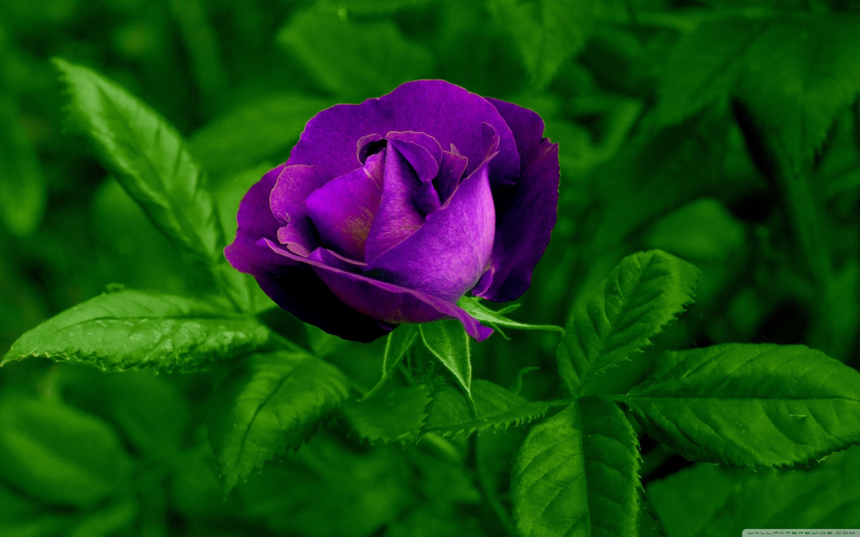 Rosa viola, Foglie verdi, Fiore, 2880x1800, sfondo per PC