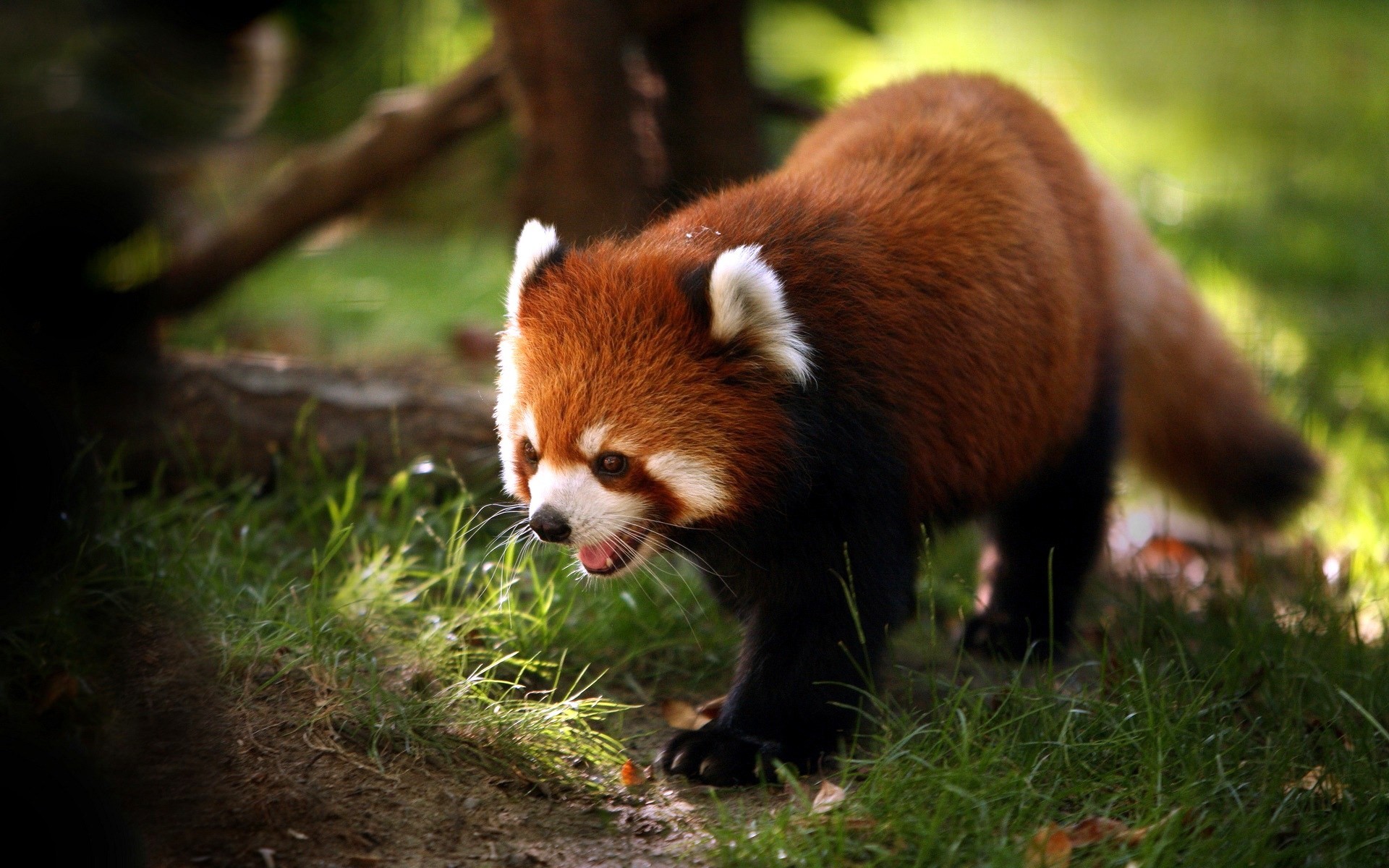 Panda rosso, Erba, Natura, 1920x1200, sfondo MacBook Pro