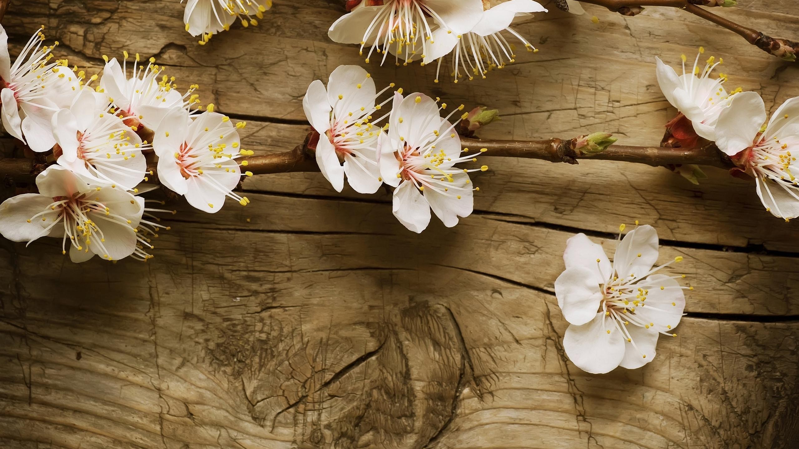 Fiori di albicocco, Fiori bianchi, Legno, Primavera, 2K, sfondo per PC e portatile
