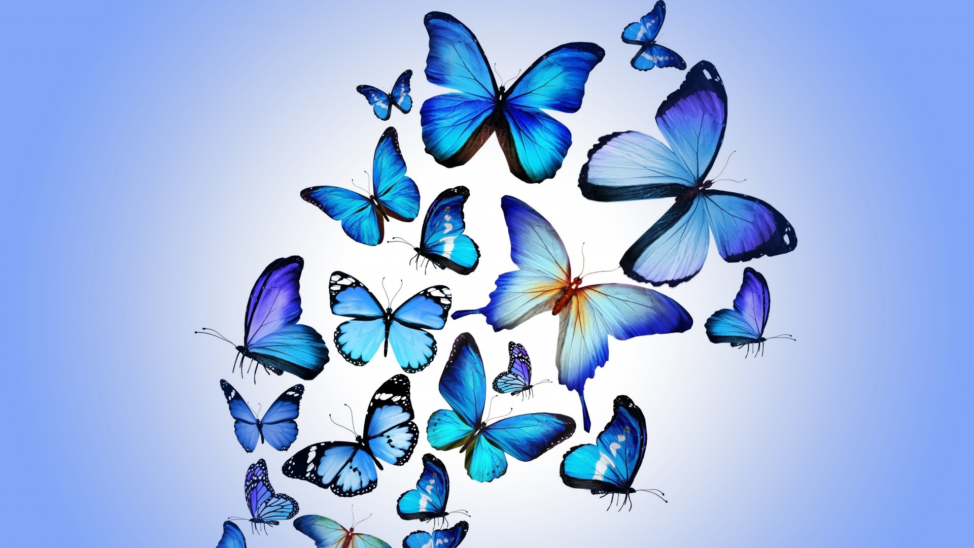 Farfalle blu, Sciame, Sfondo azzurro, Full HD, wallpaper desktop