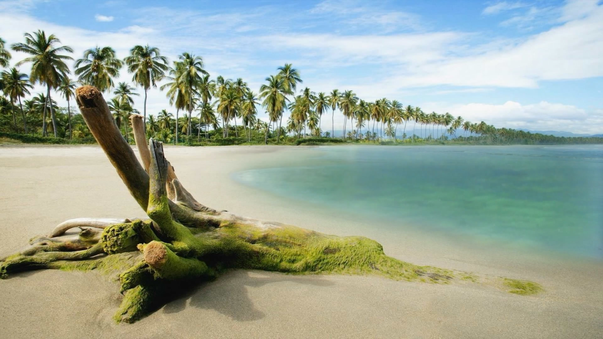 Spiaggia tropicale, Palme, Tronco, Mare, 1920x1080, sfondo per PC
