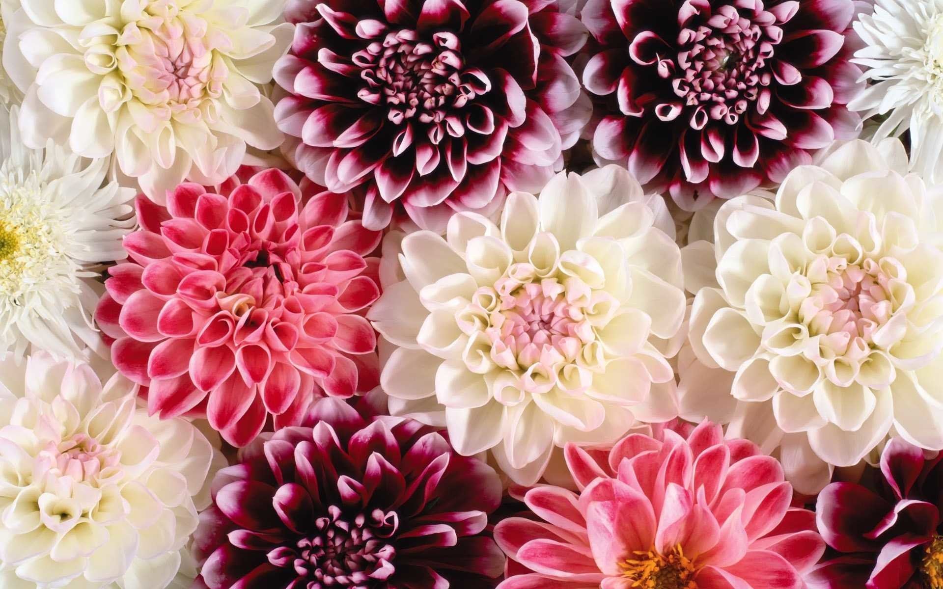 Dalie, Fiori, Rosa, Bianco, 16:10 Full HD, sfondo widescreen