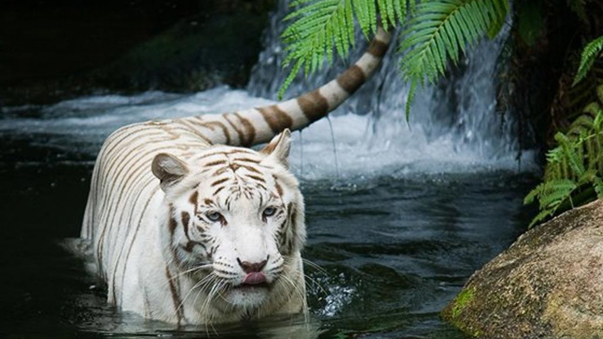 Tigre bianca, Acqua, Cascata, Felci, Full HD, sfondo per portatile