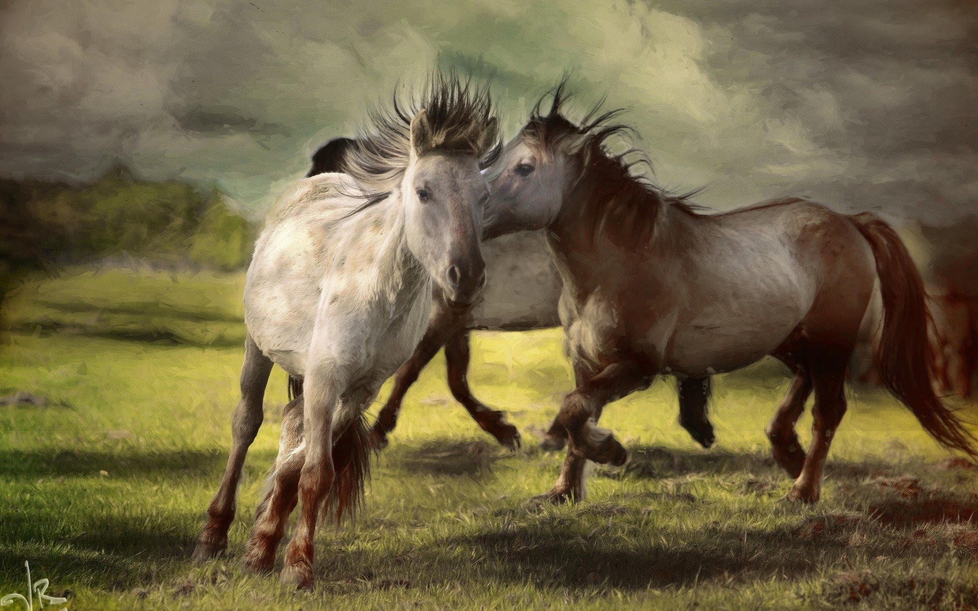 Cavalli, Gioco, Criniera, Prato, 16:10 Full HD, sfondo widescreen