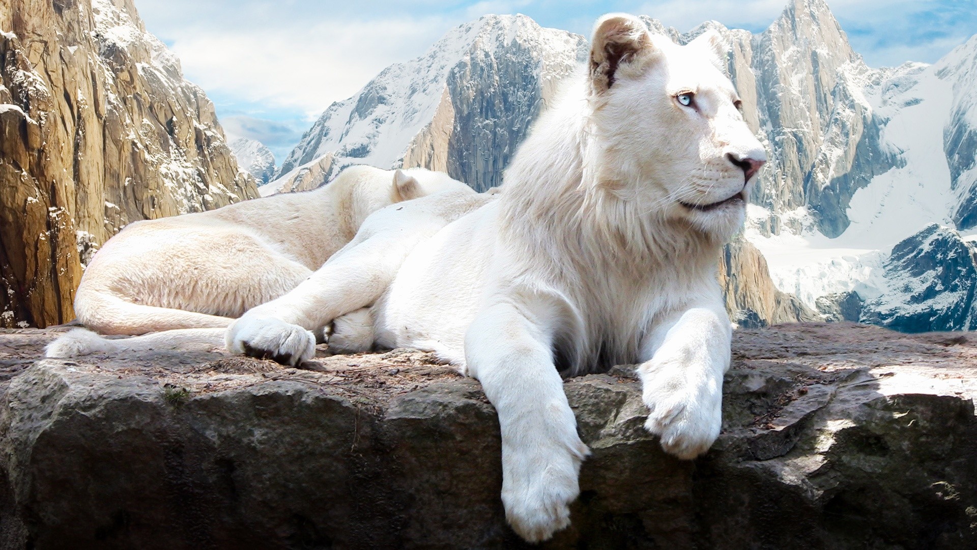 Leone bianco, Rocce, Montagne, immagine di sfondo Windows 10