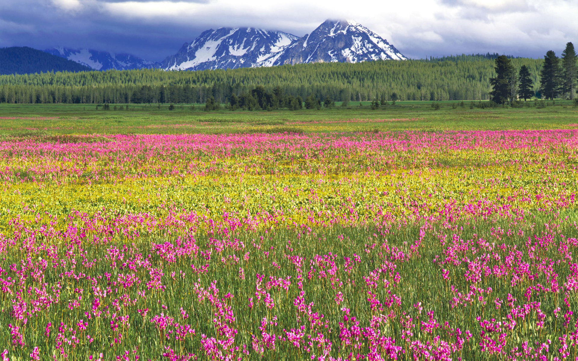 Prato fiorito, Montagne, Fiori rosa, Bosco, sfondo desktop