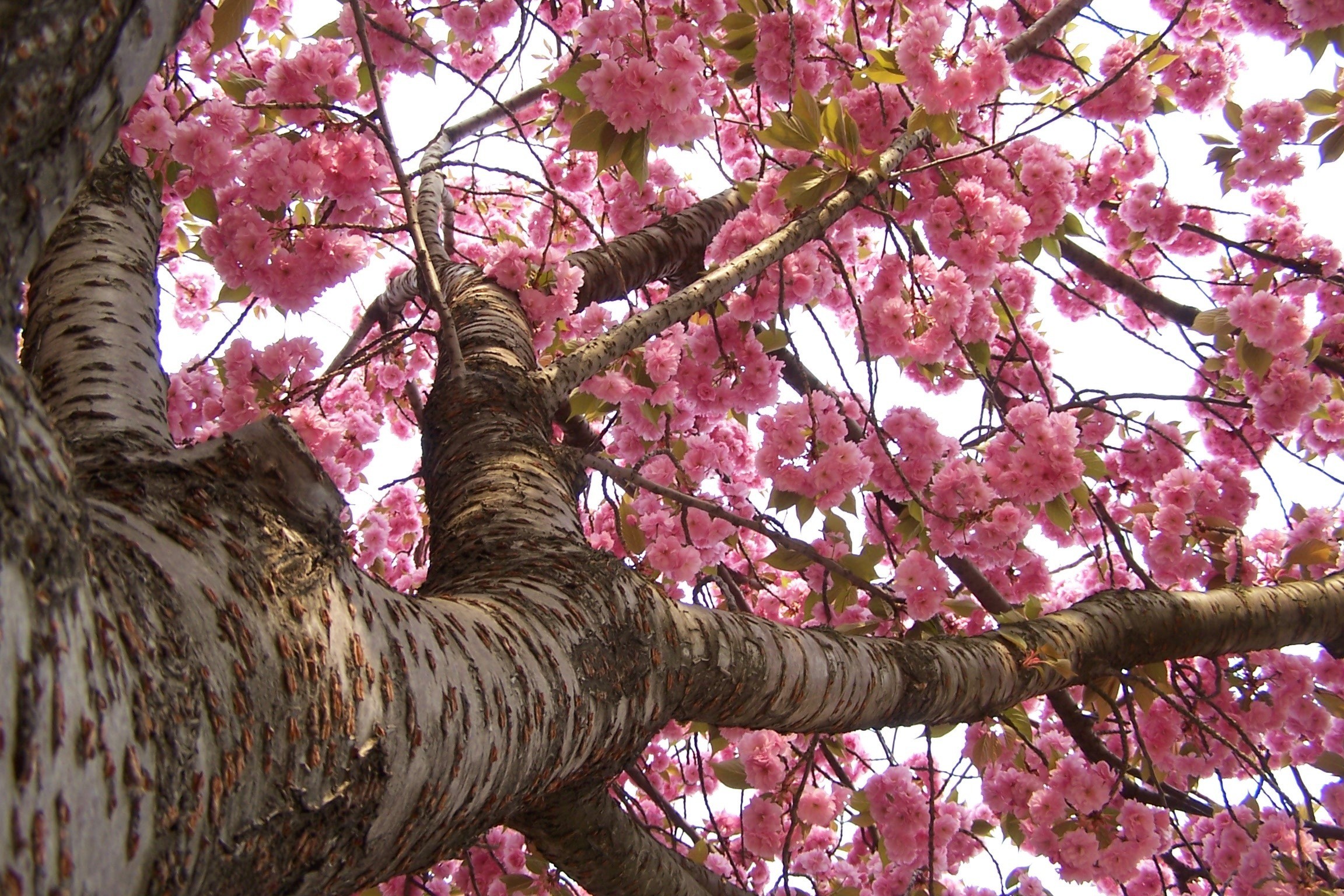 Ciliegio in fiore, Sakura, Tronco, Fiori rosa, sfondo Full HD per desktop