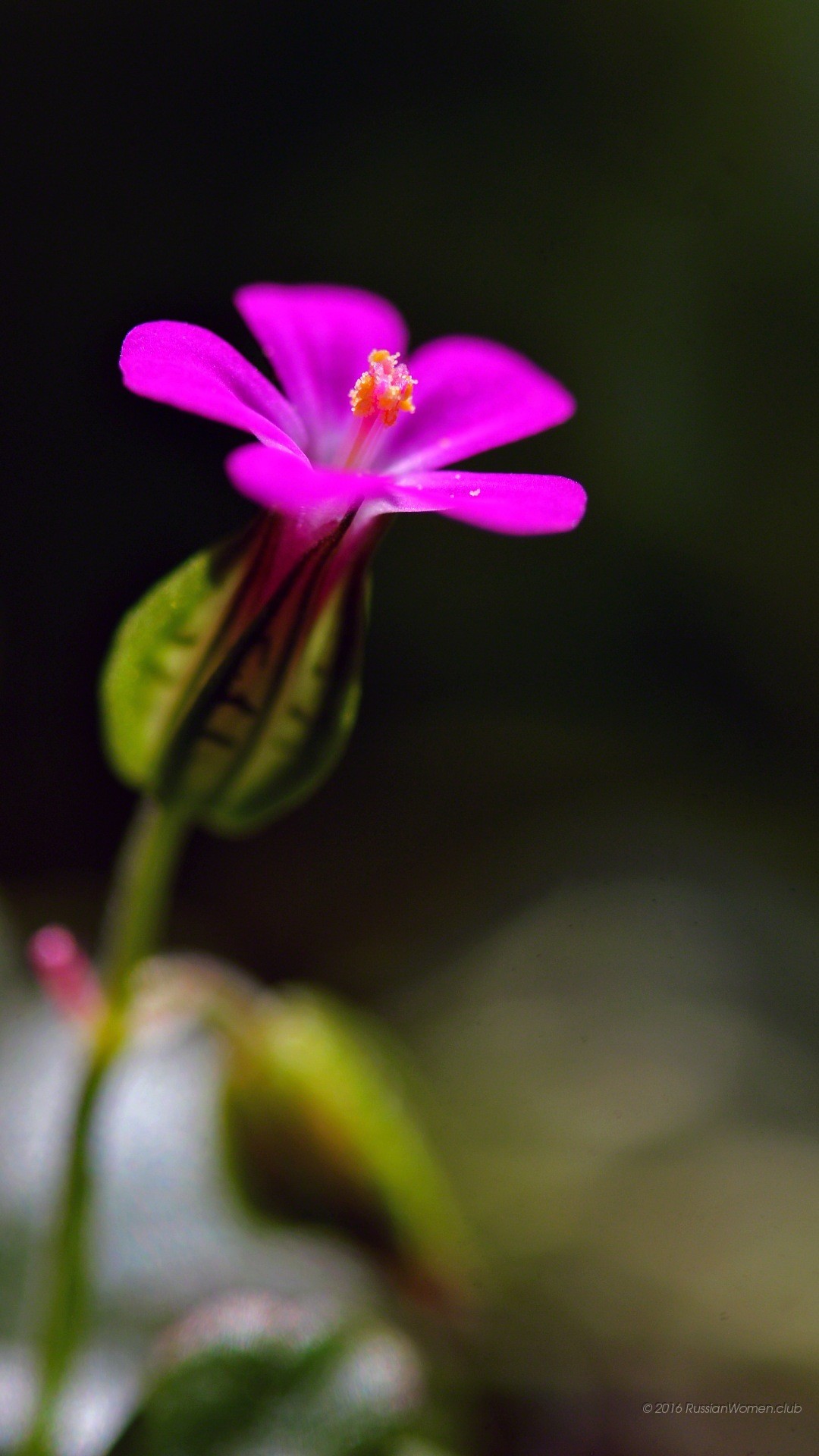 Geranio, Fiore fucsia, Sfocato, Full HD, sfondo Samsung