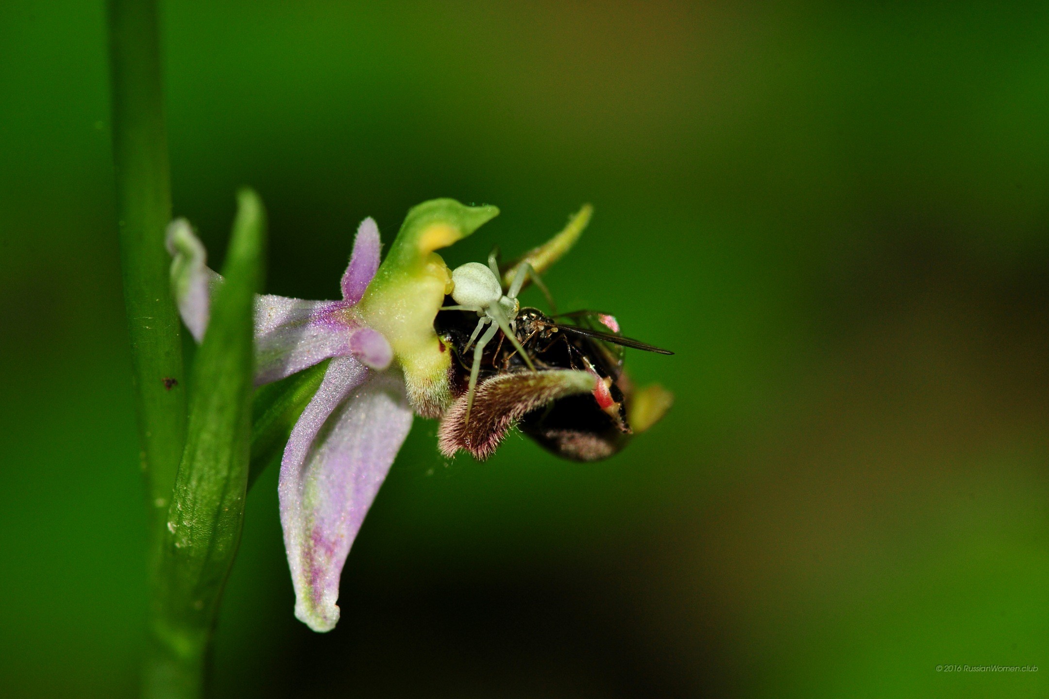 Orchidea, Ragno, Macro, Verde, Full HD, wallpaper per portatile