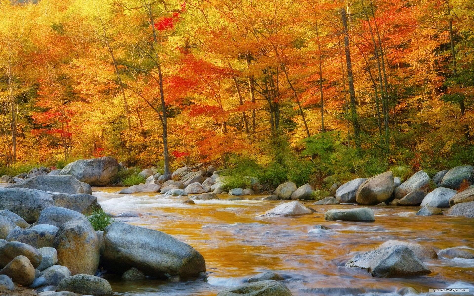 Foresta autunnale, Torrente, Rocce, Foglie arancioni, 16:10 Full HD, sfondo widescreen