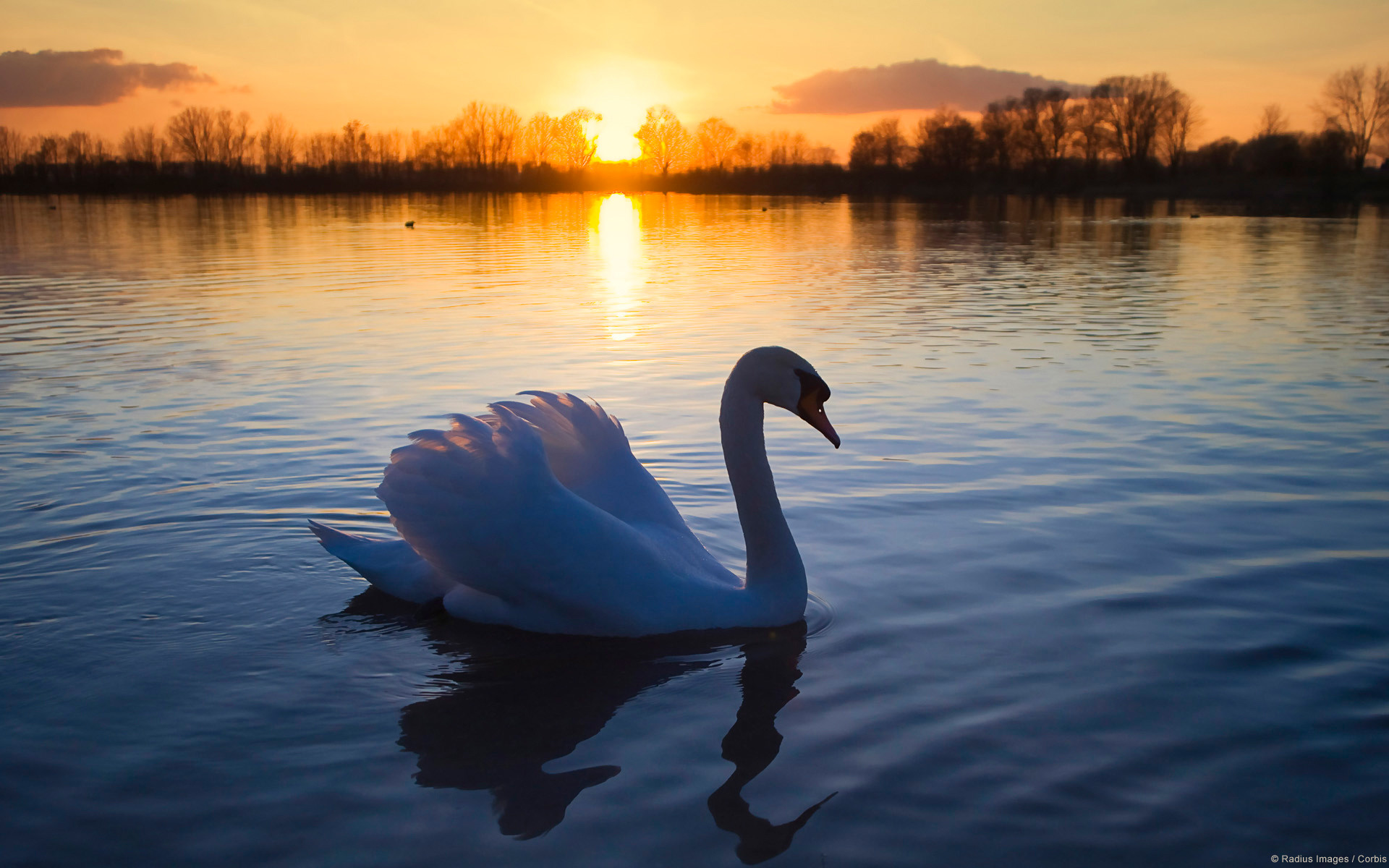 Cigno, Lago, Tramonto, Riflesso, sfondo per PC