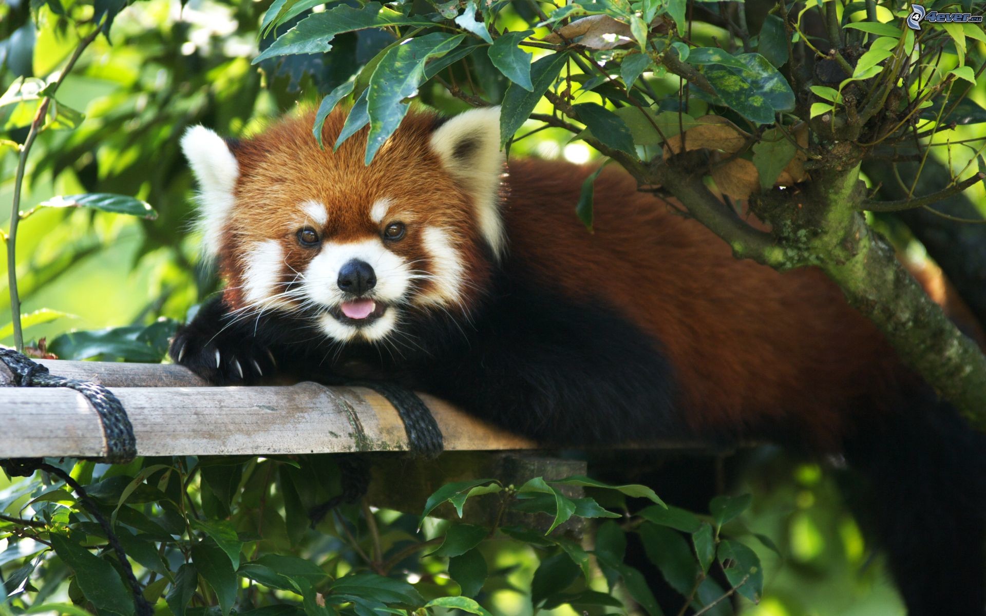 Panda rosso, Bambù, Foglie, 1920x1200, immagine di sfondo