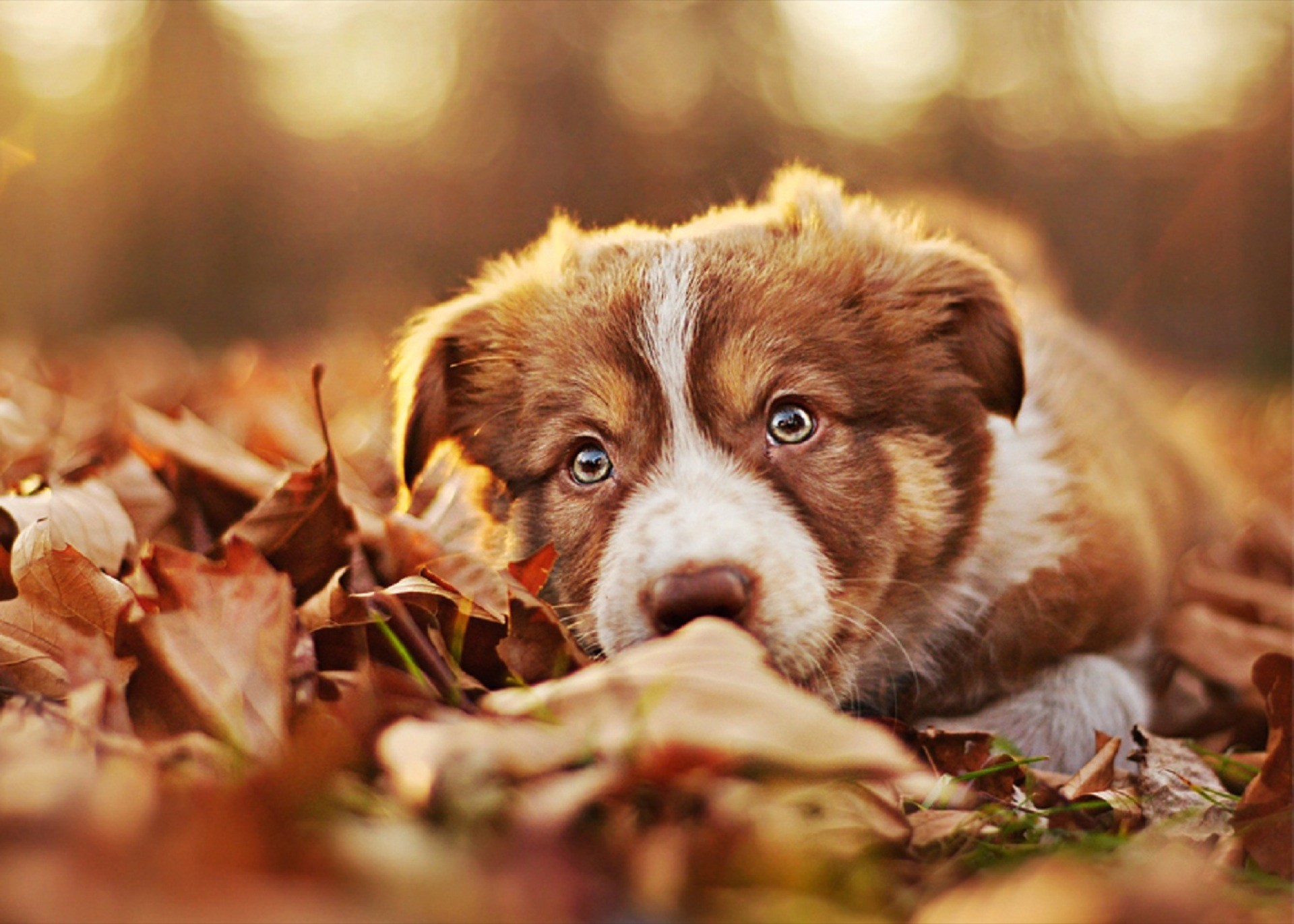 Border Collie, Cucciolo, Foglie autunnali, Full HD, sfondo desktop
