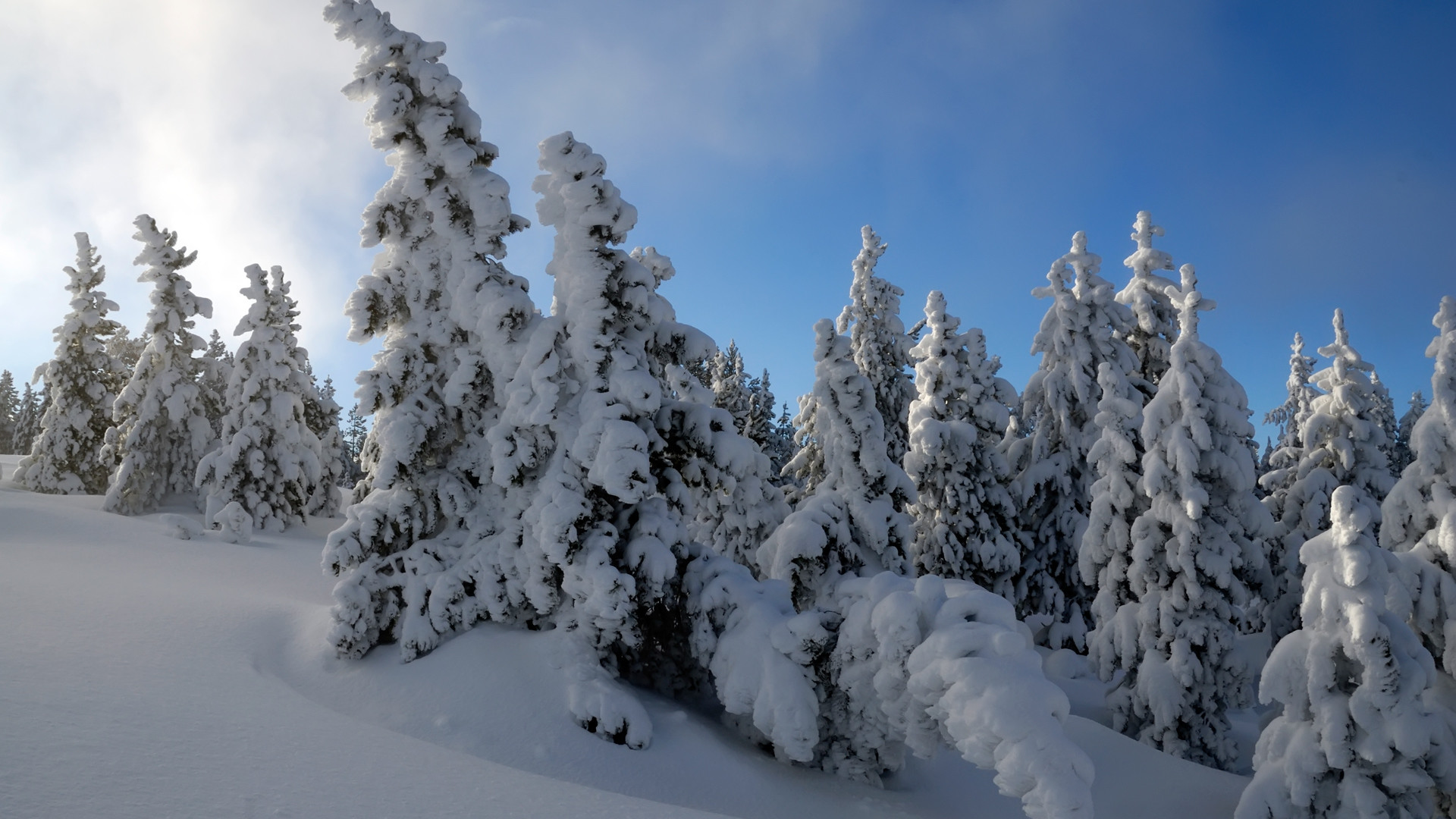 Abeti innevati, Neve, Inverno, Cielo blu, Full HD 1080p, sfondo desktop