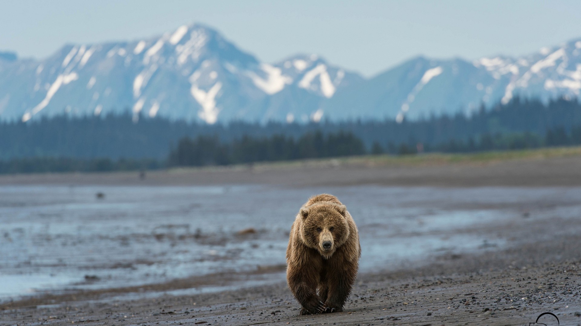 Orso bruno, Montagne innevate, Spiaggia, Alaska, Full HD, sfondo per PC e portatile