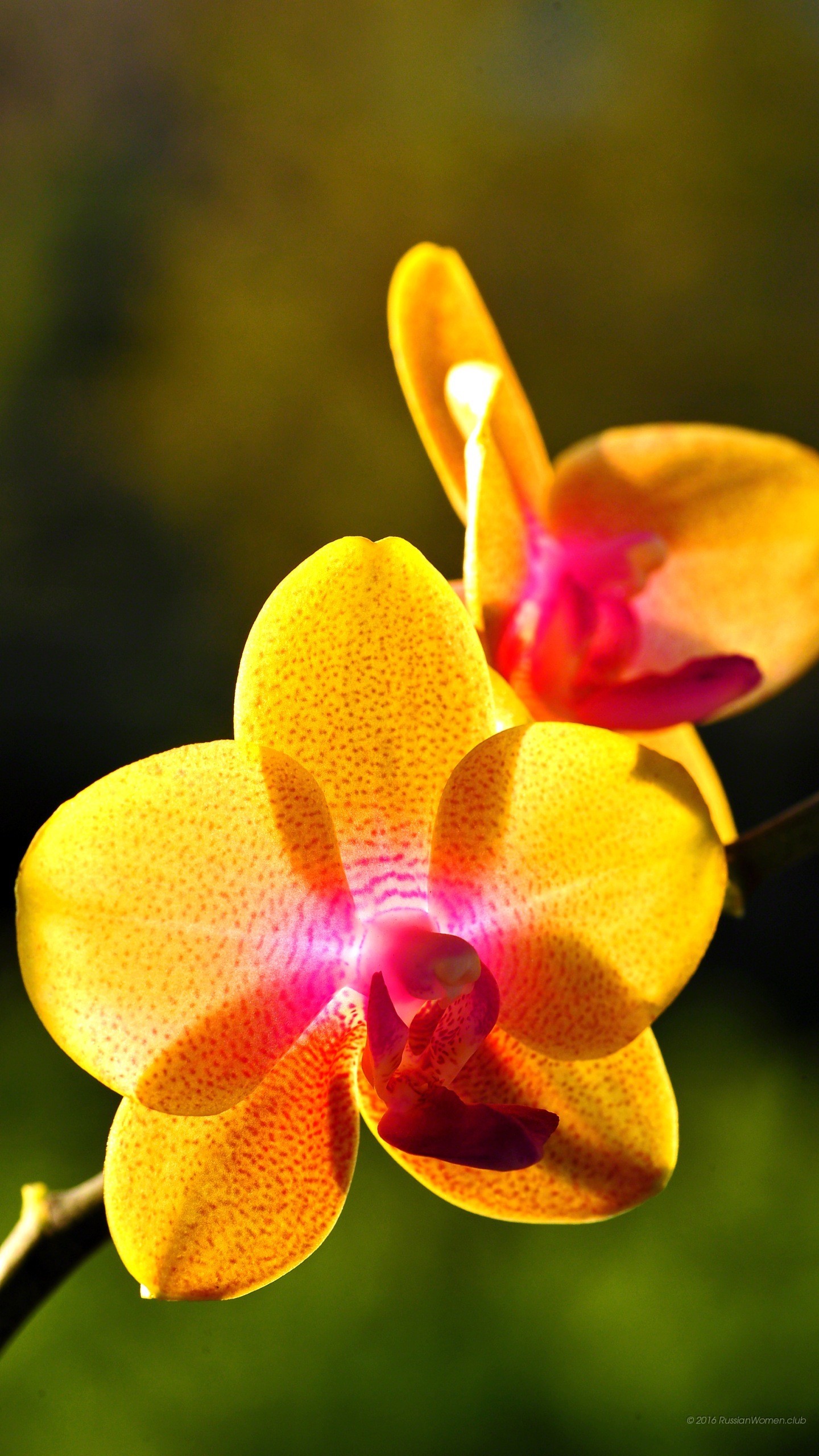 Orchidea, Phalaenopsis, Fiore giallo, QHD+, sfondo per cellulare