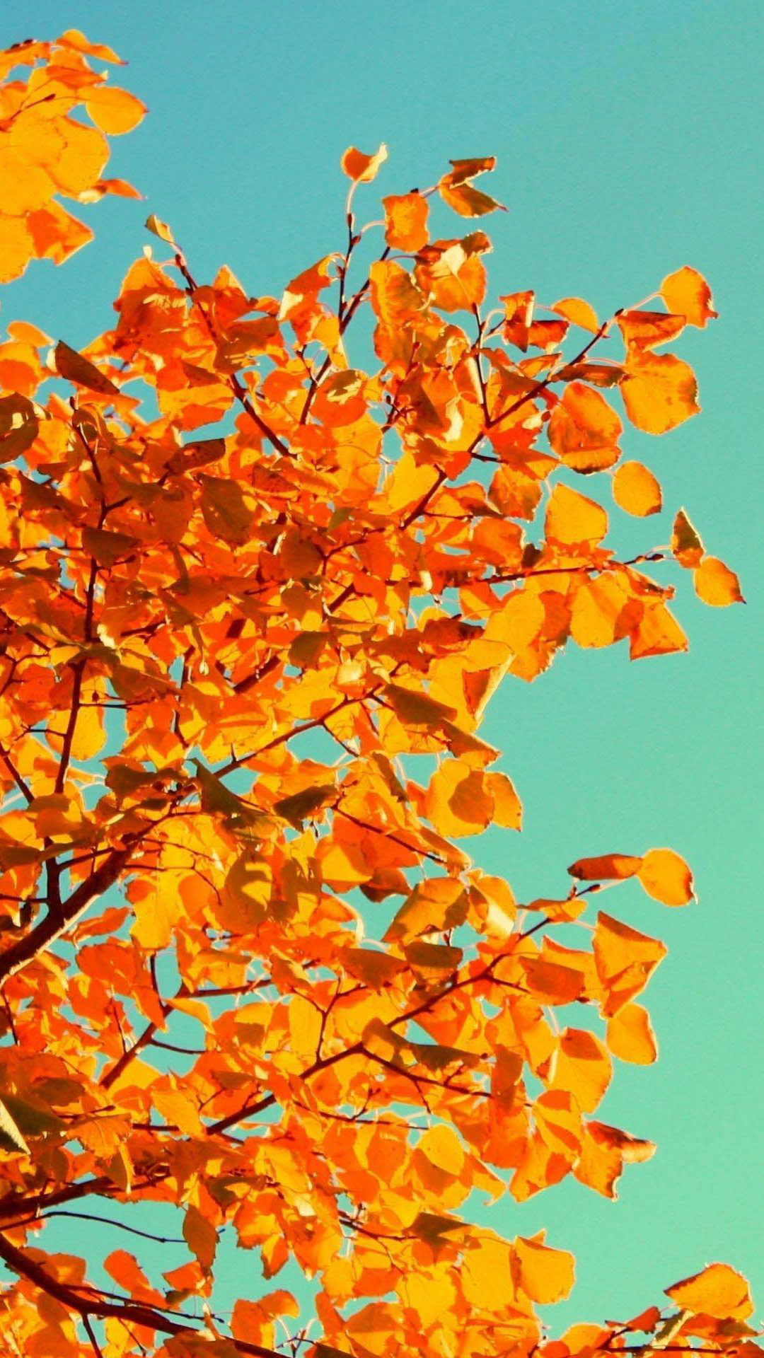 Foglie d'autunno, Arancione, Cielo turchese, Ramo, sfondo per iPhone 5