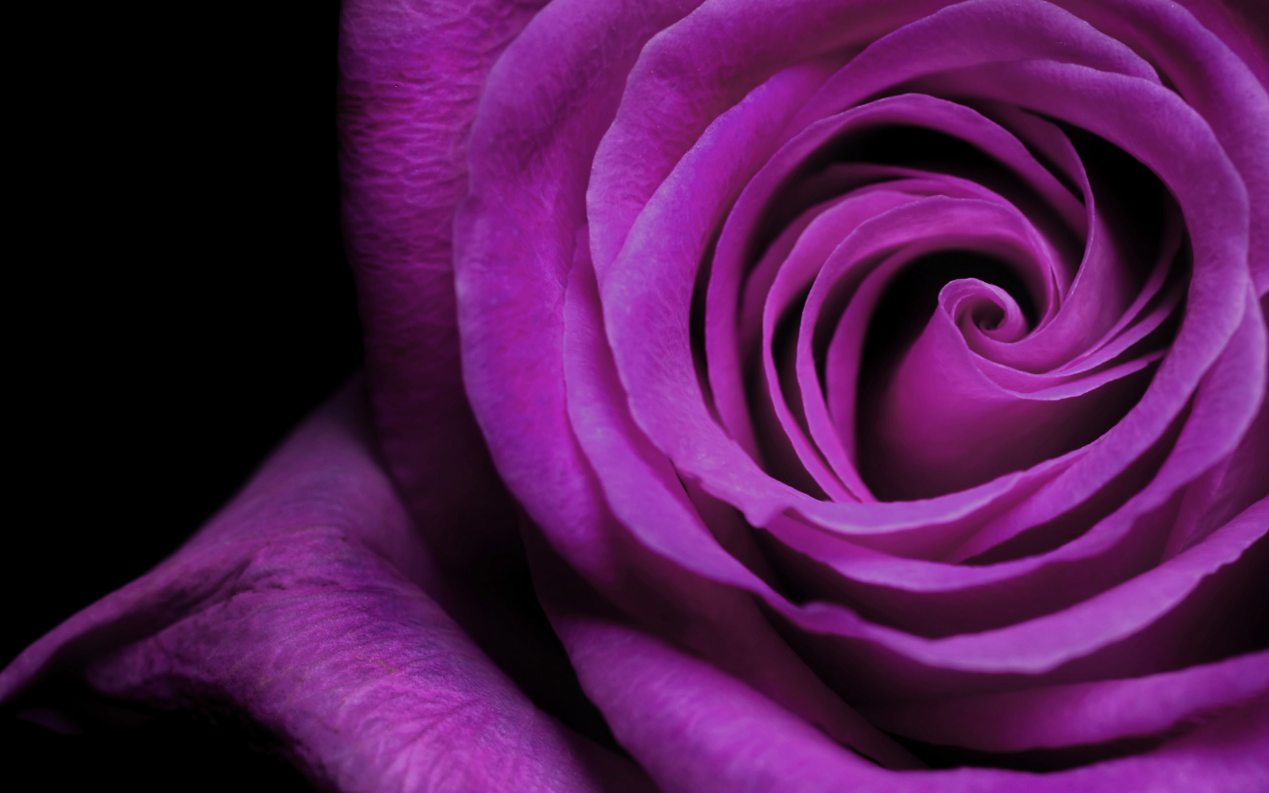 Rosa viola, Petali, Primo piano, 2K, sfondo desktop