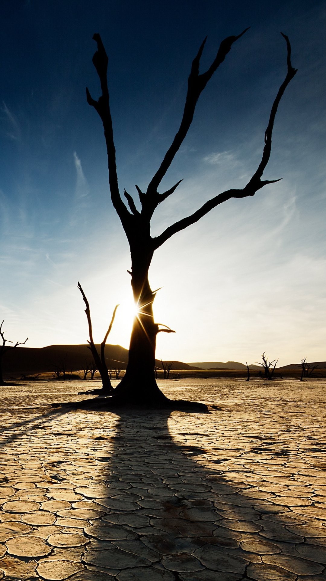Albero secco, Deserto, Terra screpolata, Controluce, wallpaper iPhone 6
