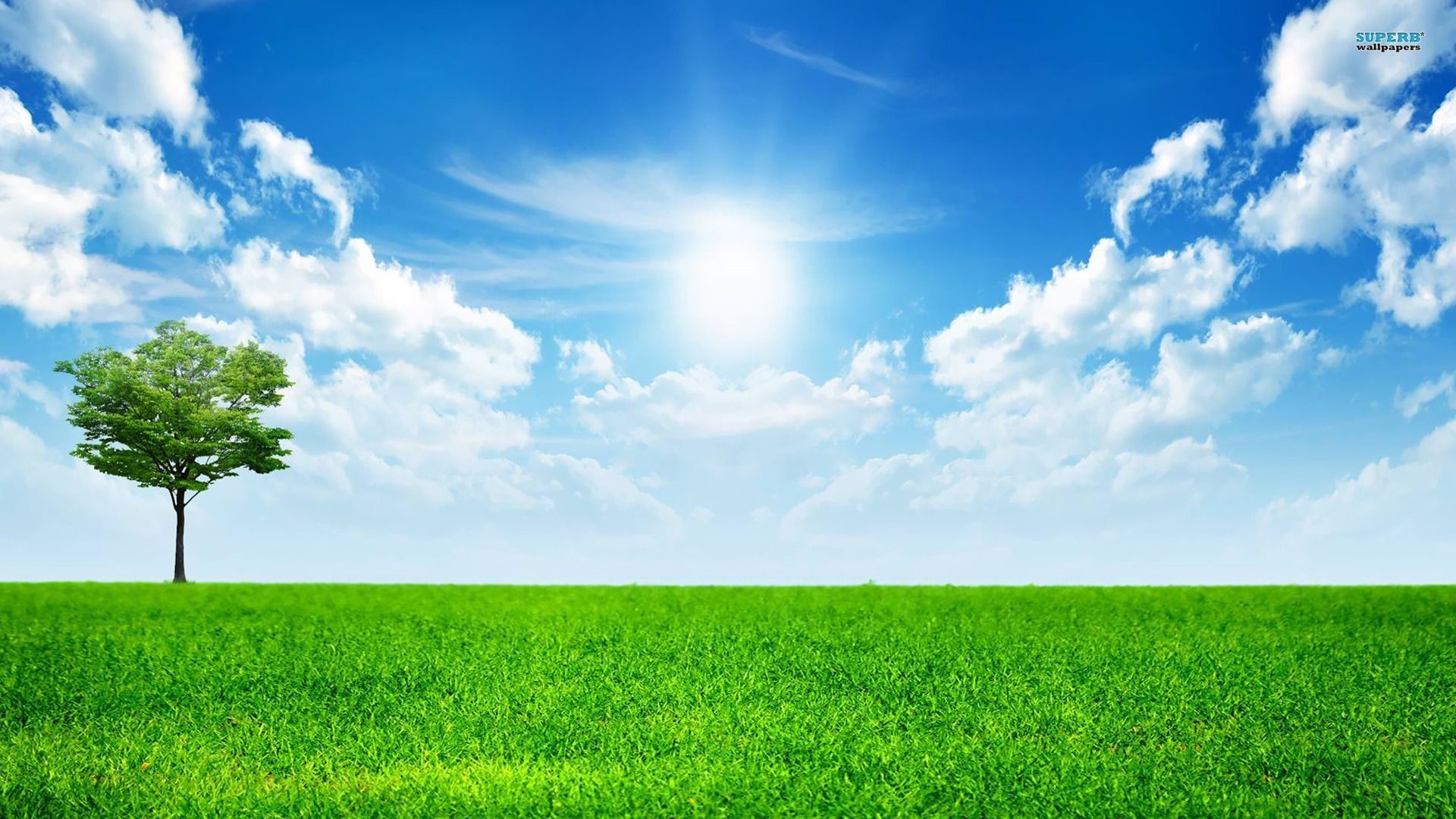 Albero solitario, Prato verde, Sole, Nuvole, Full HD, sfondo per PC