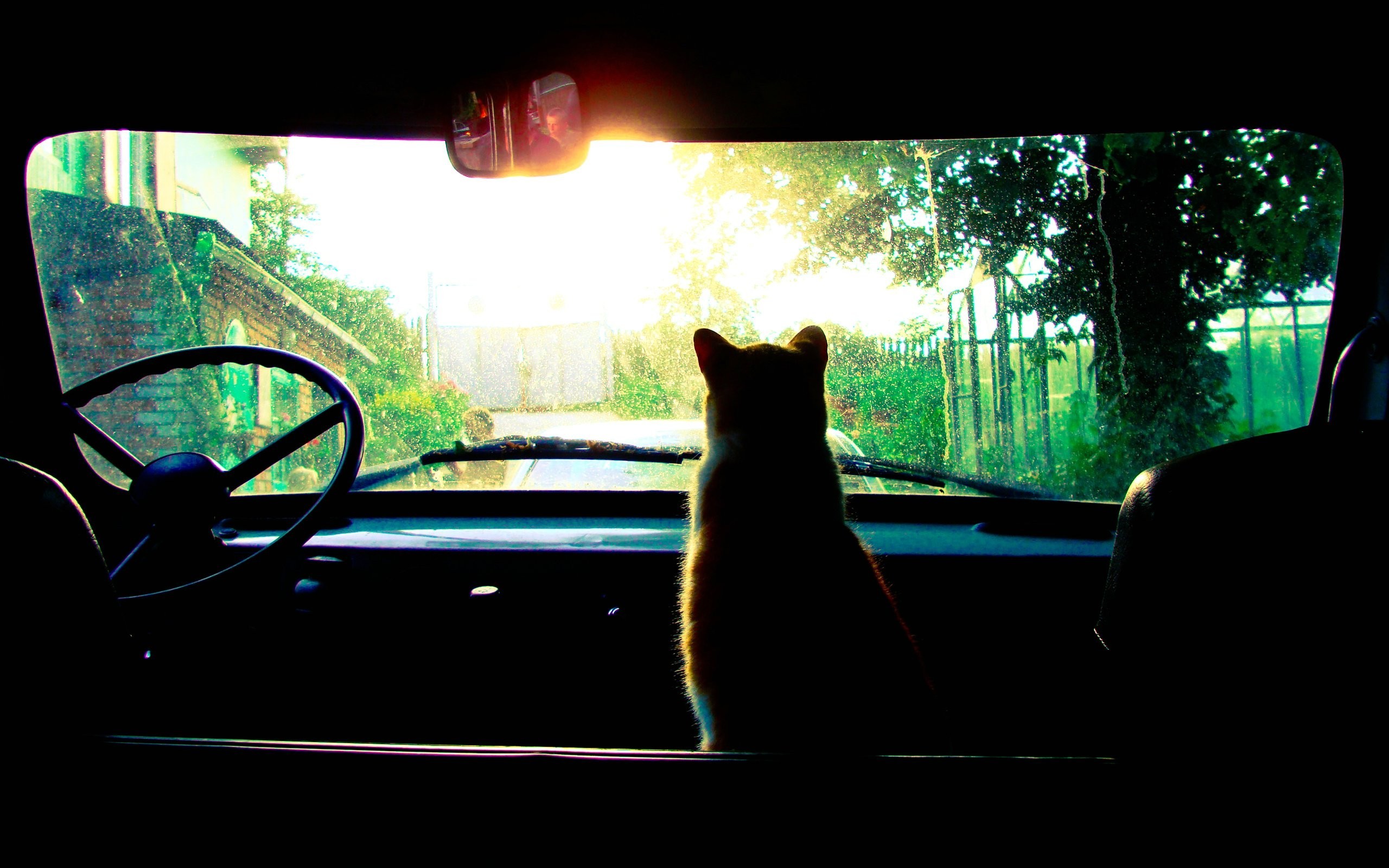 Gatto, Auto, Parabrezza, Controluce, 2K, sfondo desktop