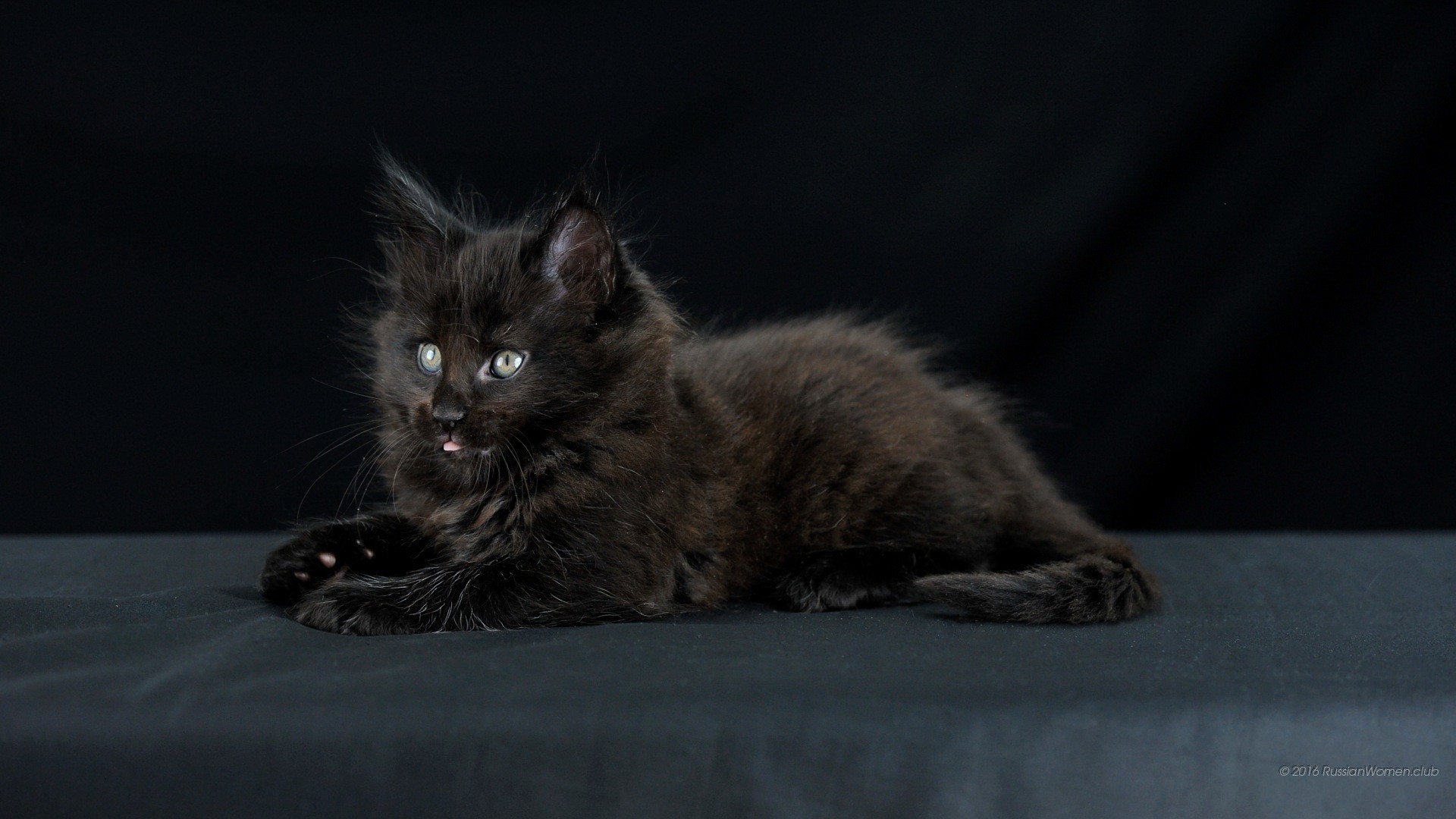 Gattino nero, Maine Coon, Sfondo scuro, Full HD, wallpaper per portatile
