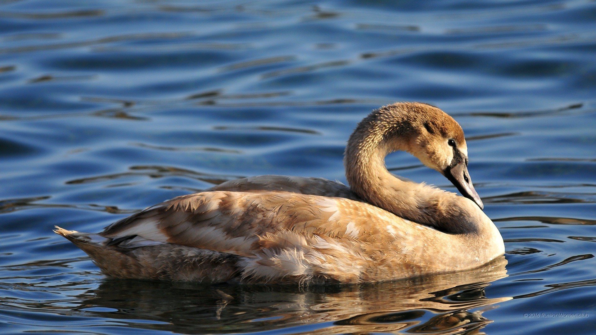 Giovane cigno, Lago, Acqua blu, 1920x1080, immagine di sfondo