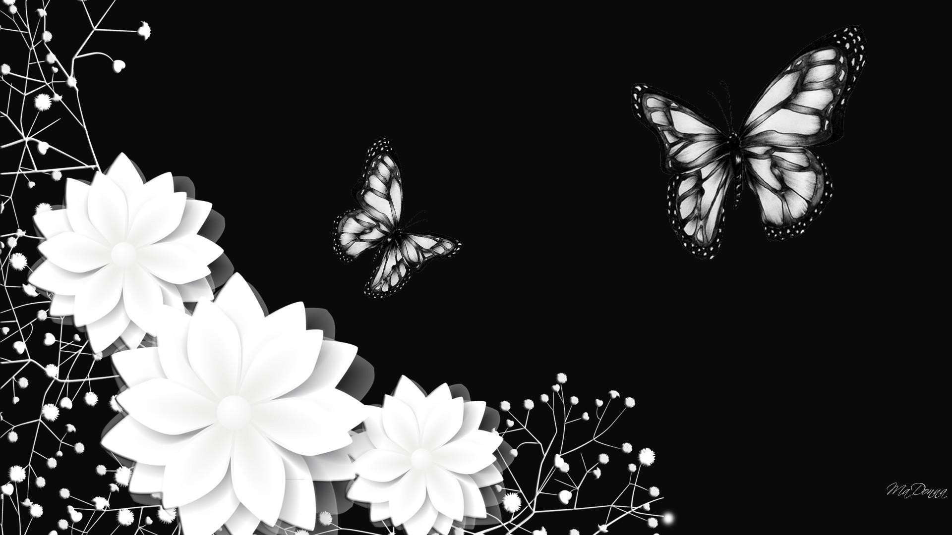 Fiori bianchi, Farfalle, Sfondo nero, Full HD, wallpaper per portatile