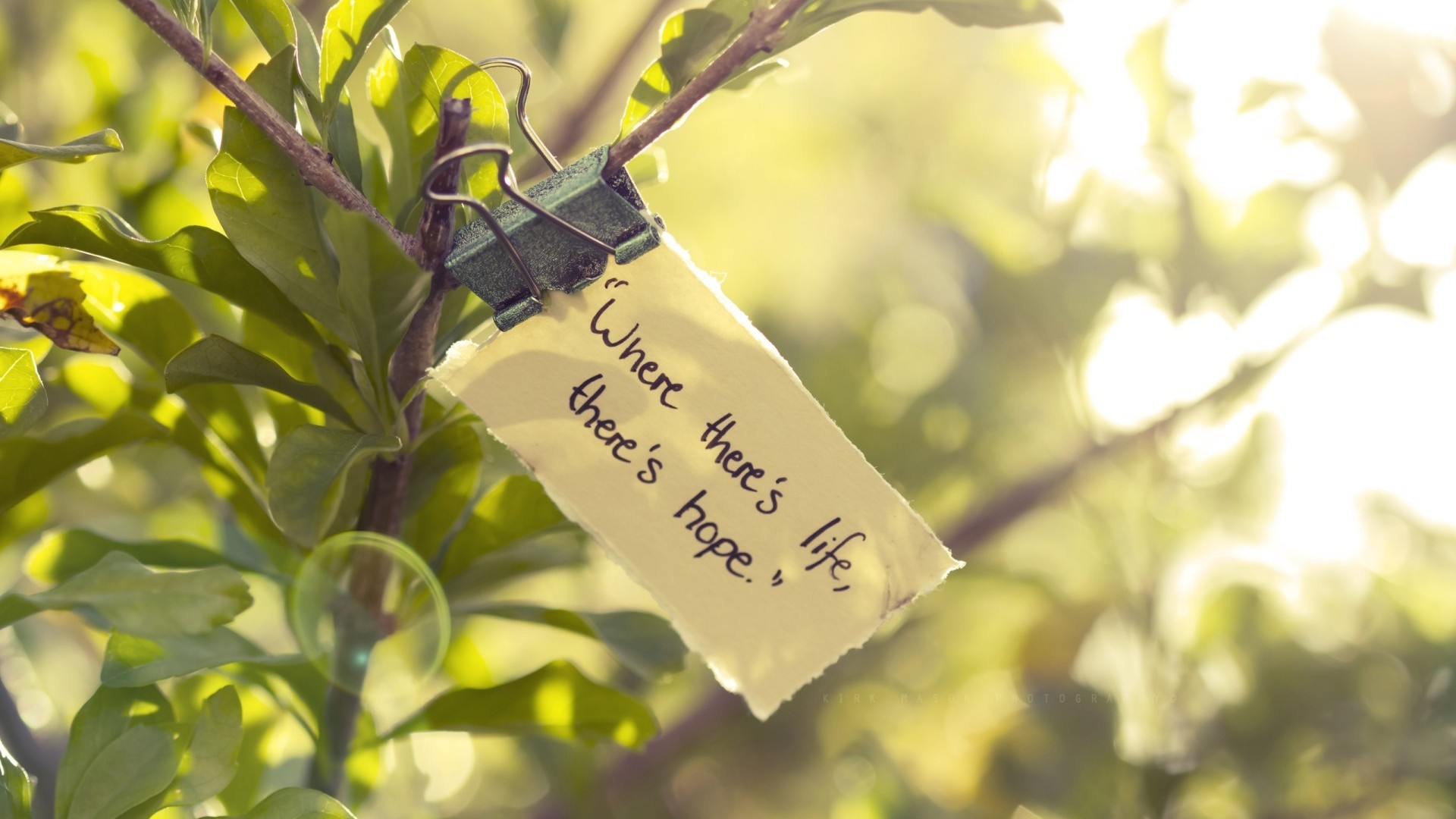 Where there's life, there's hope, Citazione, Biglietto, Ramo, Bokeh, sfondo Windows 11