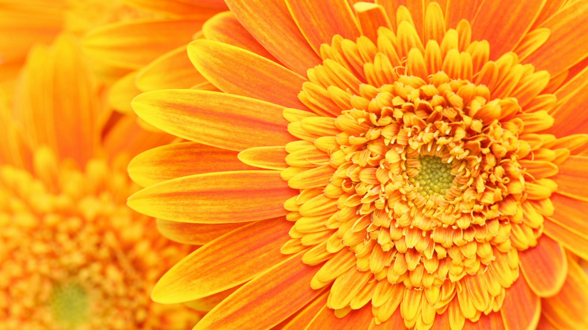 Gerbera, Fiore, Macro, Arancione, Full HD, sfondo per PC e portatile