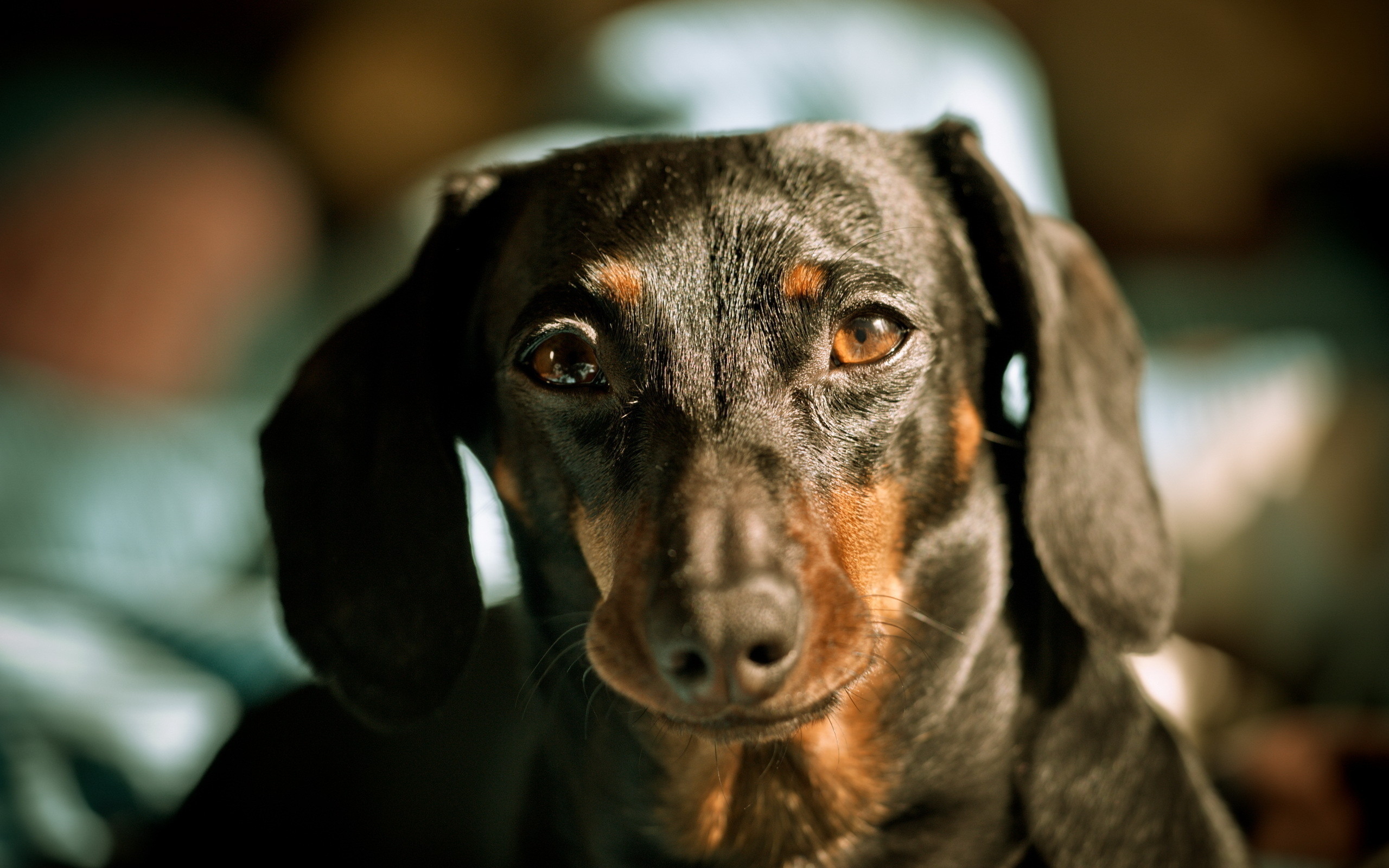 Bassotto, Cane, Sguardo tenero, Primo piano, 2560x1600, immagine di sfondo
