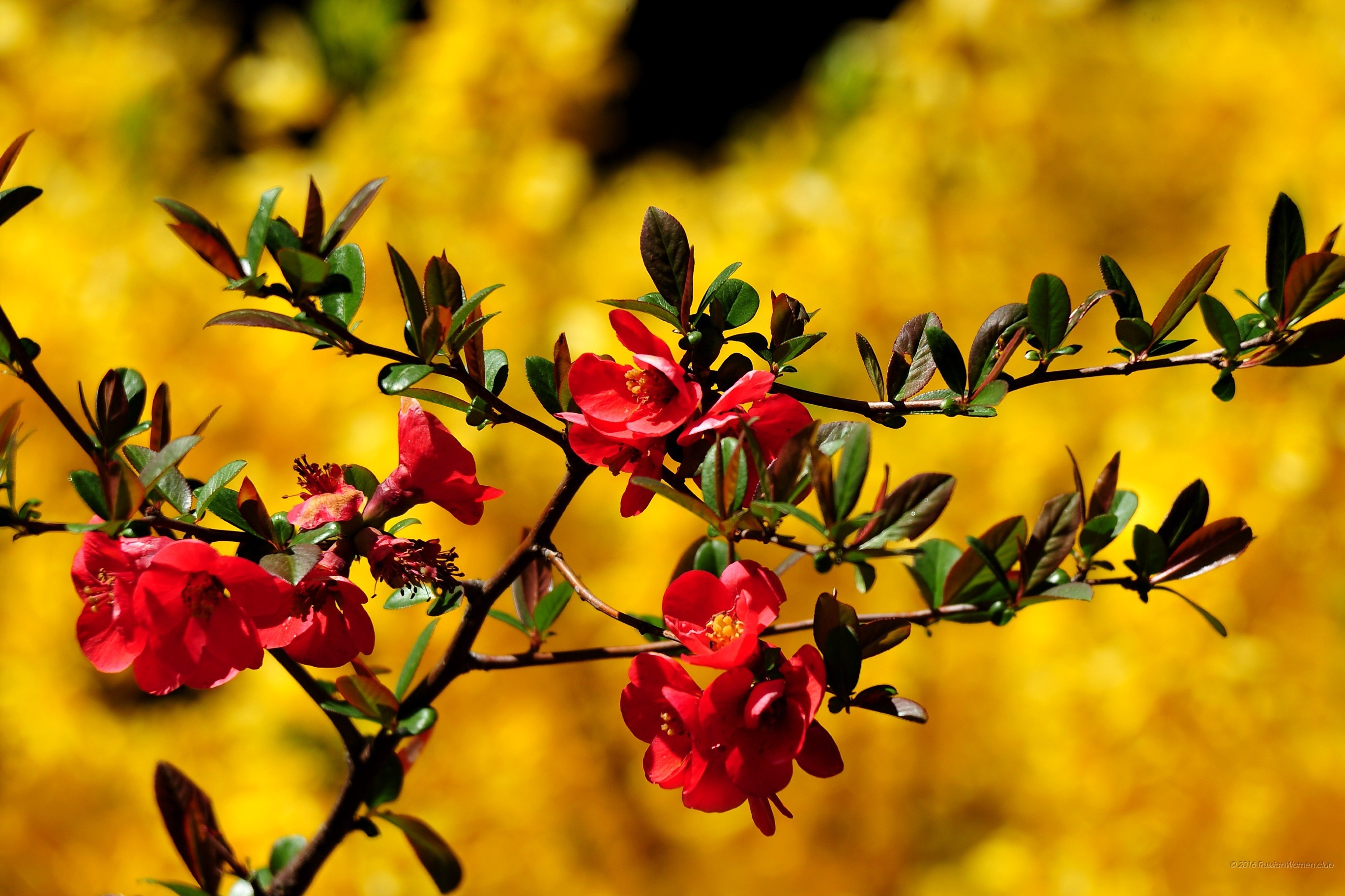 Cotogno giapponese, Fiori rossi, Forsizia, Sfondo giallo, Primo piano, wallpaper per portatile