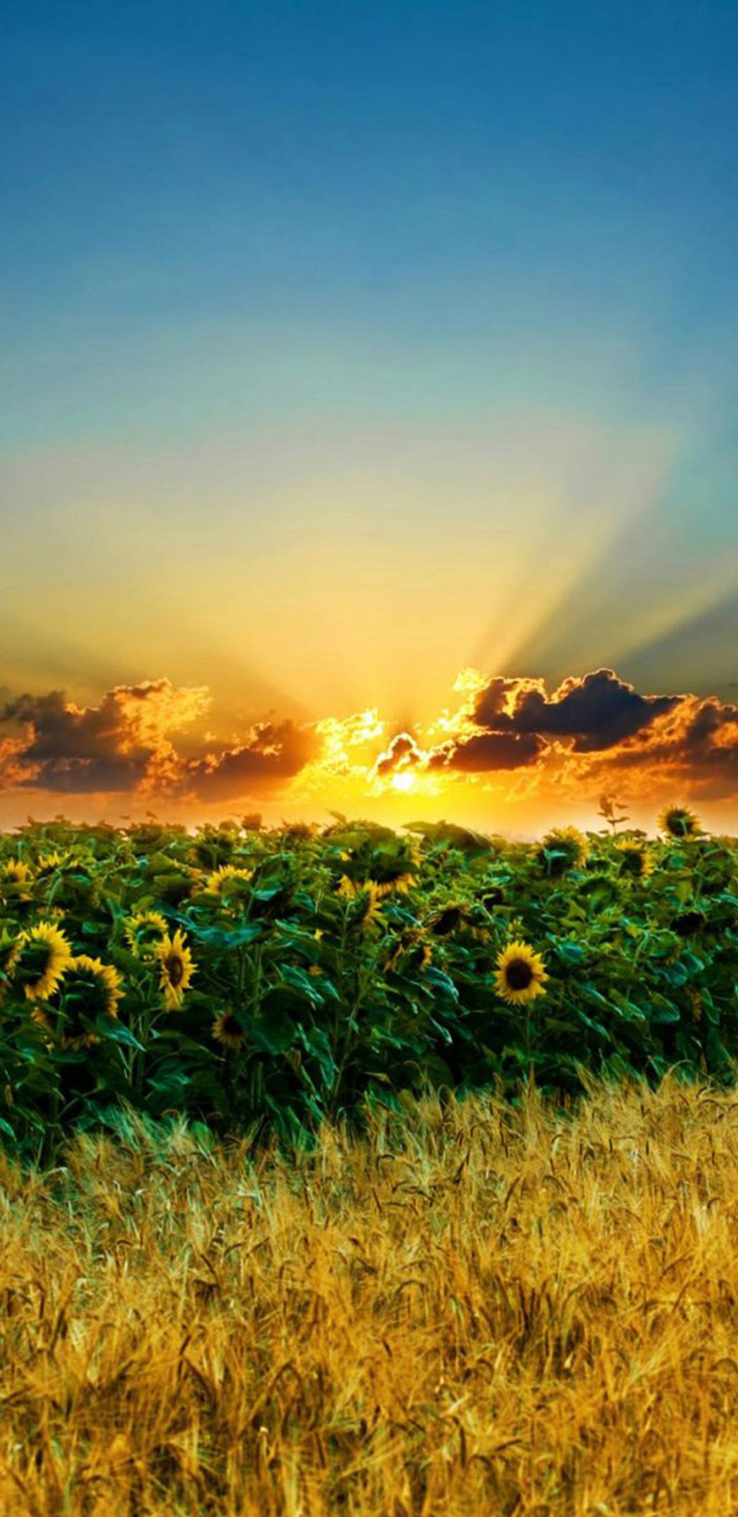 Girasoli, Tramonto, Raggi di sole, Campo, sfondo Samsung