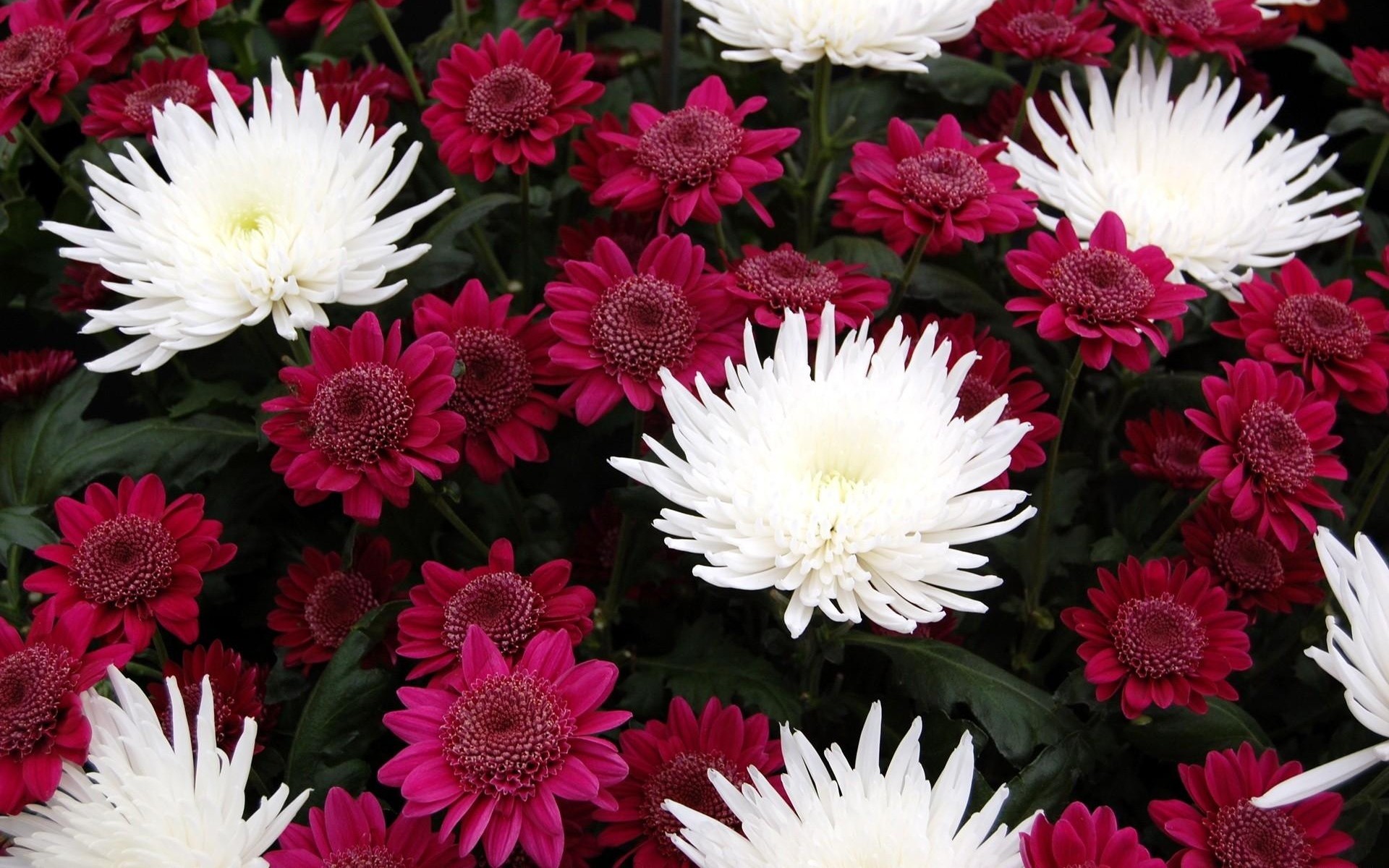 Crisantemi, Fiori bordeaux, Fiori bianchi, 16:10 Full HD, sfondo widescreen
