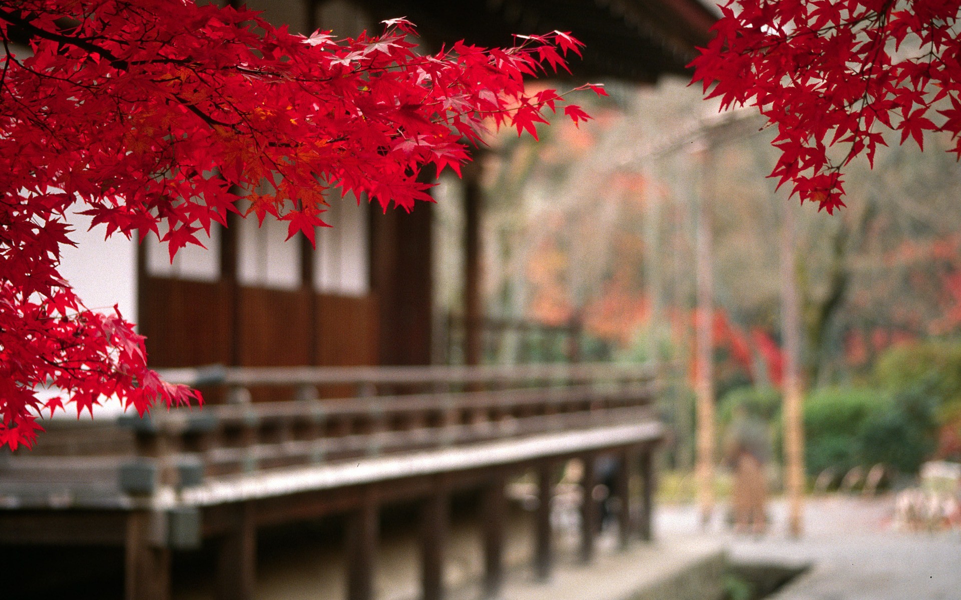 Giappone, Aceri rossi, Veranda, Autunno, 1920x1200, sfondo per PC
