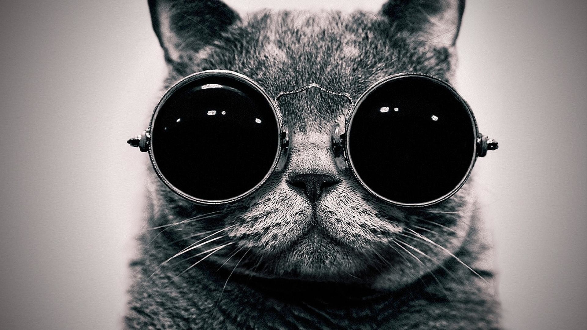 Gatto, Occhiali da sole, Hipster, Bianco e nero, Full HD 1080p, sfondo desktop