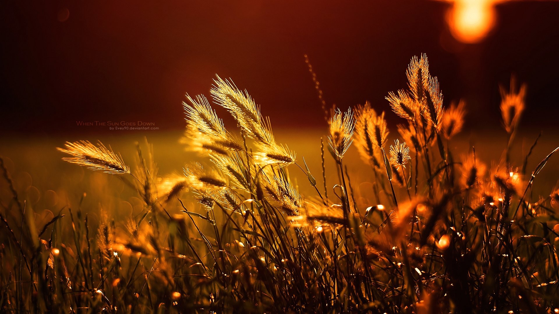 Spighe, Erba, Tramonto, Arancione, Macro, Full HD, sfondo Windows 11