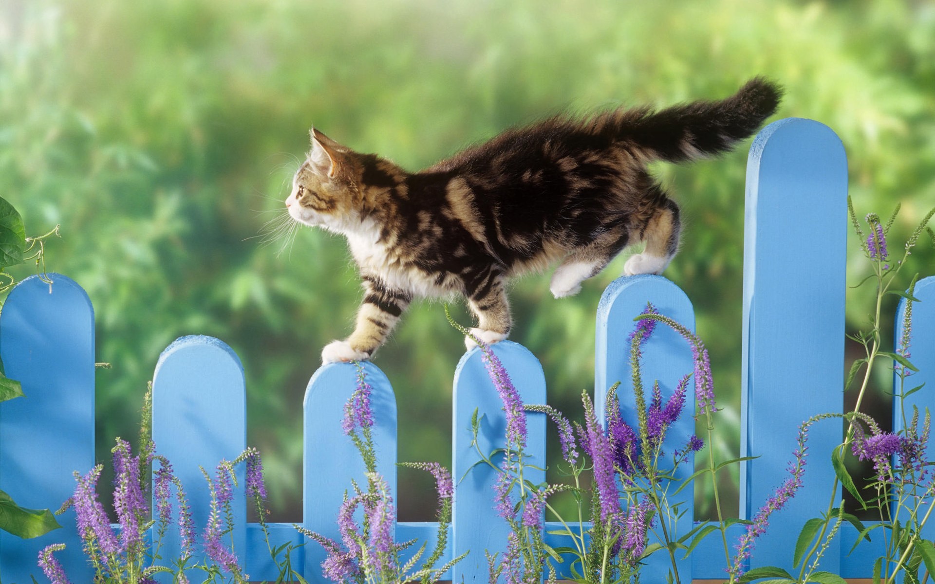 Gattino, Gatto tigrato, Staccionata azzurra, Fiori viola, Giardino, sfondo desktop 1920x1200