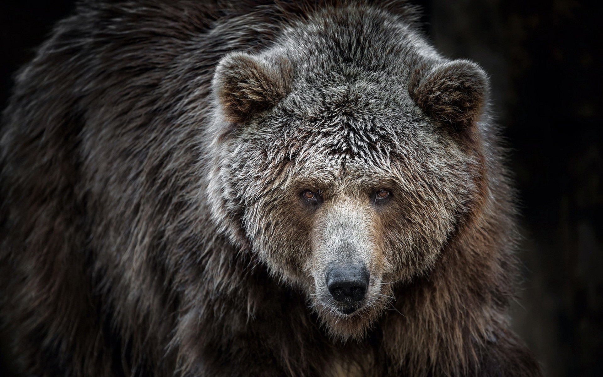 Grizzly, Ritratto, Sfondo scuro, Pelliccia, Full HD, wallpaper per portatile