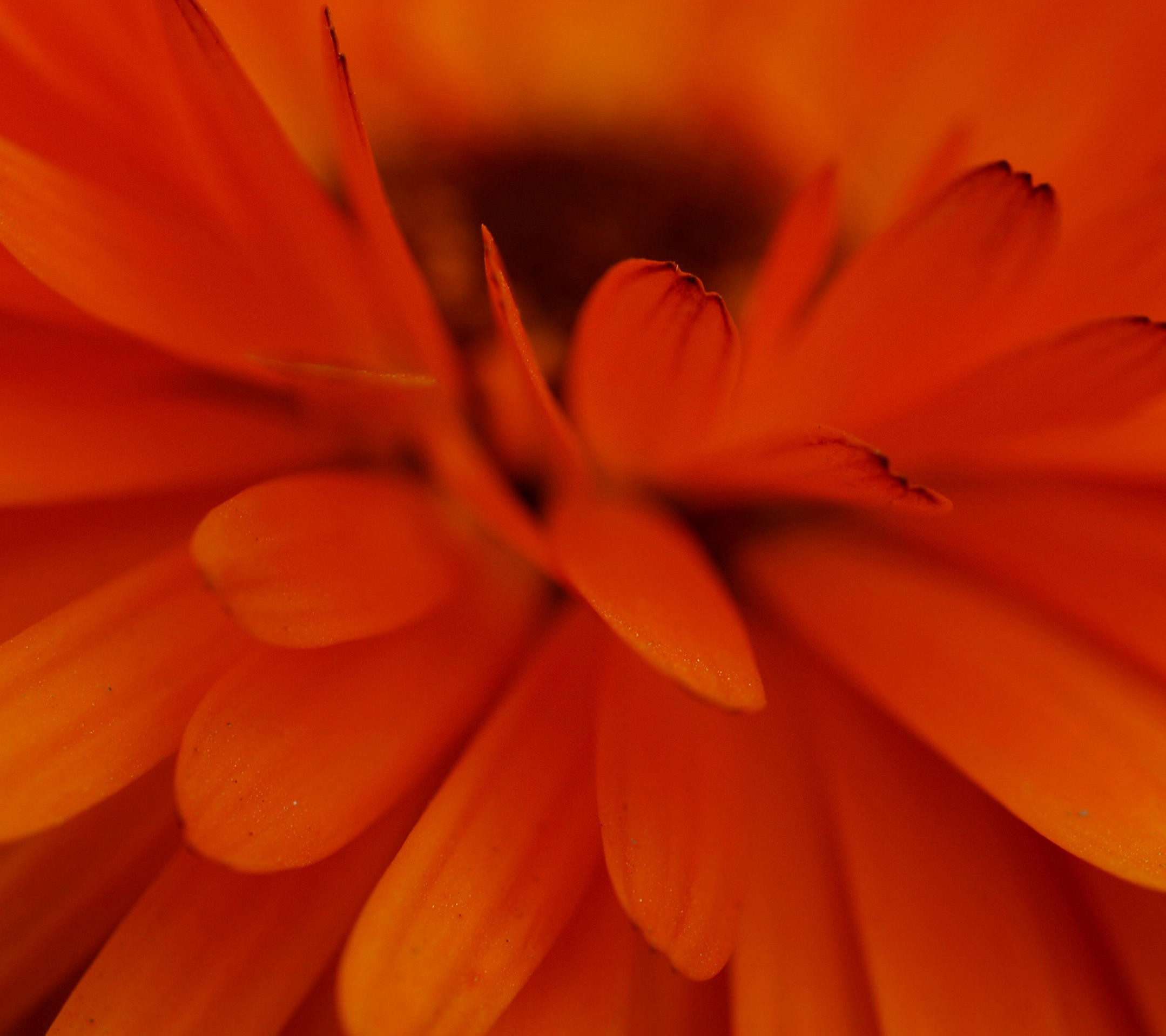 Fiore arancione, Petali, Macro, Gerbera, sfondo Samsung