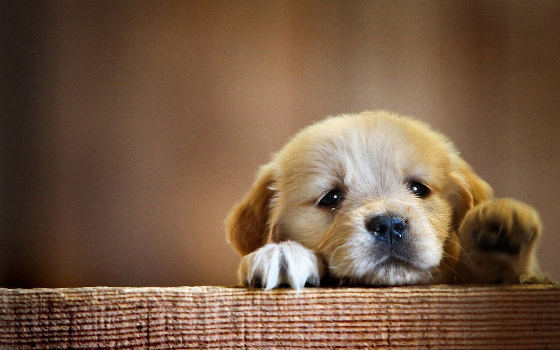 Cucciolo di golden retriever, Sguardo triste, Legno, 16:10 Full HD, sfondo widescreen