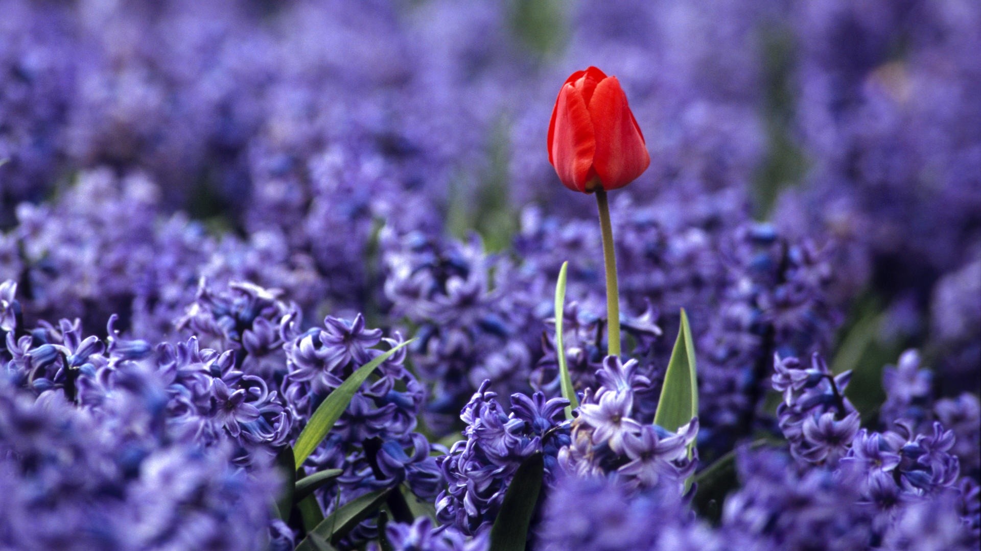 Giacinti, Tulipano rosso, Viola, sfondo per il tuo desktop