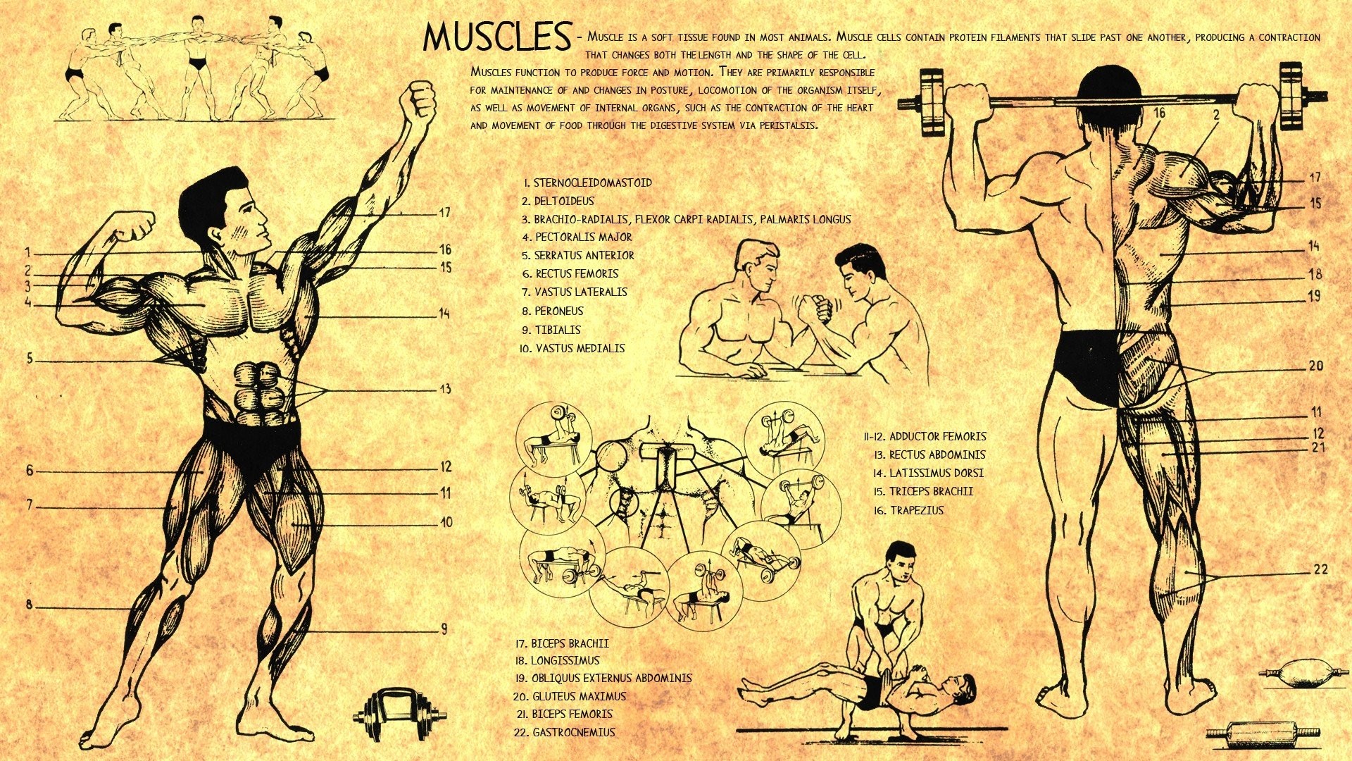 Anatomia muscolare, Muscoli, Bodybuilder, Illustrazione vintage, sfondo widescreen Full HD