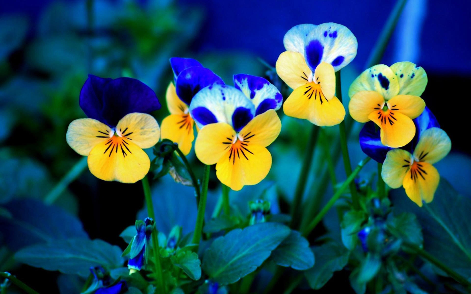 Viole del pensiero, Giallo, Blu, Fiori, Full HD, wallpaper per portatile