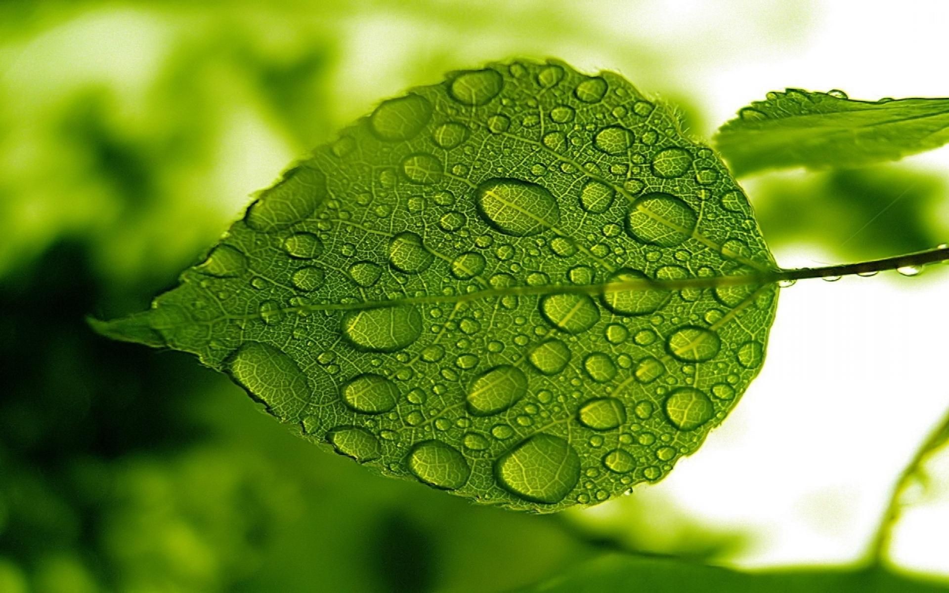 Foglia verde, Gocce d'acqua, Macro, 1920x1200, immagine di sfondo